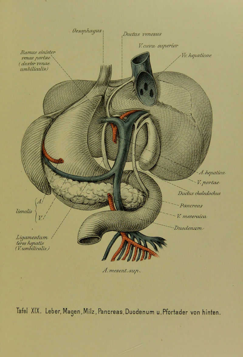 Ductus ven osus Vca va superior Vv. hepaticae ' A. hepaticae V. portae Ductus choledochus Pancreas - Ti meseraicn Duodenum^ Ramus sinister renne portae \ (dexter venae \ umbilicalis) \ Oesophagus \ I I lienalis \ / v/ Ligamentum (eres hepalis ( Vwnbilicatts) A. mesent. sup.