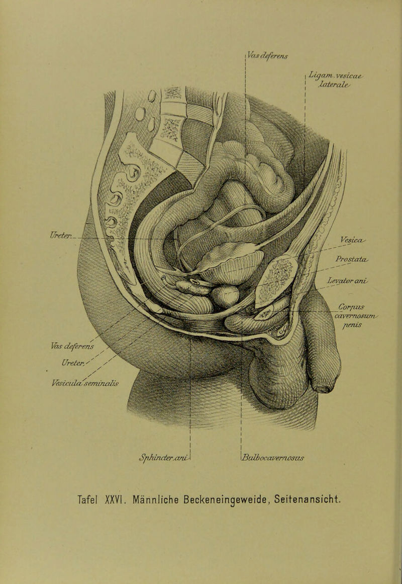 \fas cfefe erens Lfreier,' / / / / Vesta d/z- seminalis Ureter— I Lujcun. vestcae-' .Laterales I l i I i Vesicas Prostatas Corpizs cavrrnosums pmis i Sphincterxmil I l5«ö ocavernesus