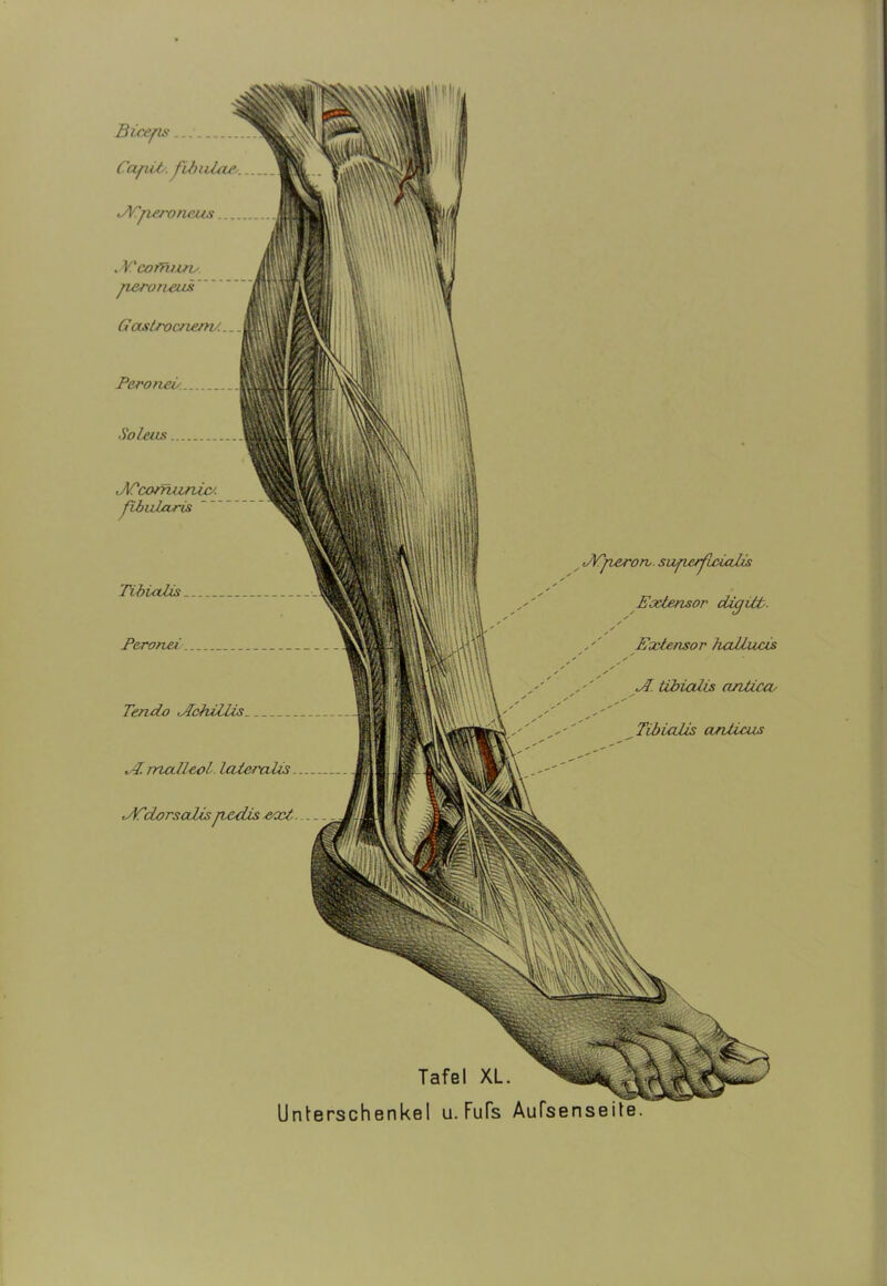 BCdorscdis pecüs erd. Tafel XL. Unterschenkel u. Fufs Aufsenseite. jY'pjirorv. suficrflxialh Extensor digitb. s s Extenso r haJluas ' e s s A. tibiatus antiecv Tibialis anlicus Tendo ulchillis df. malleol IcUeraüs .APcorruinia. fibularis Tibialis Peronei Biceps CaplE fvbuZax JTperoneus _.. . VicorTuzru peroneus' Gaslrocnem/.. Peroneu.