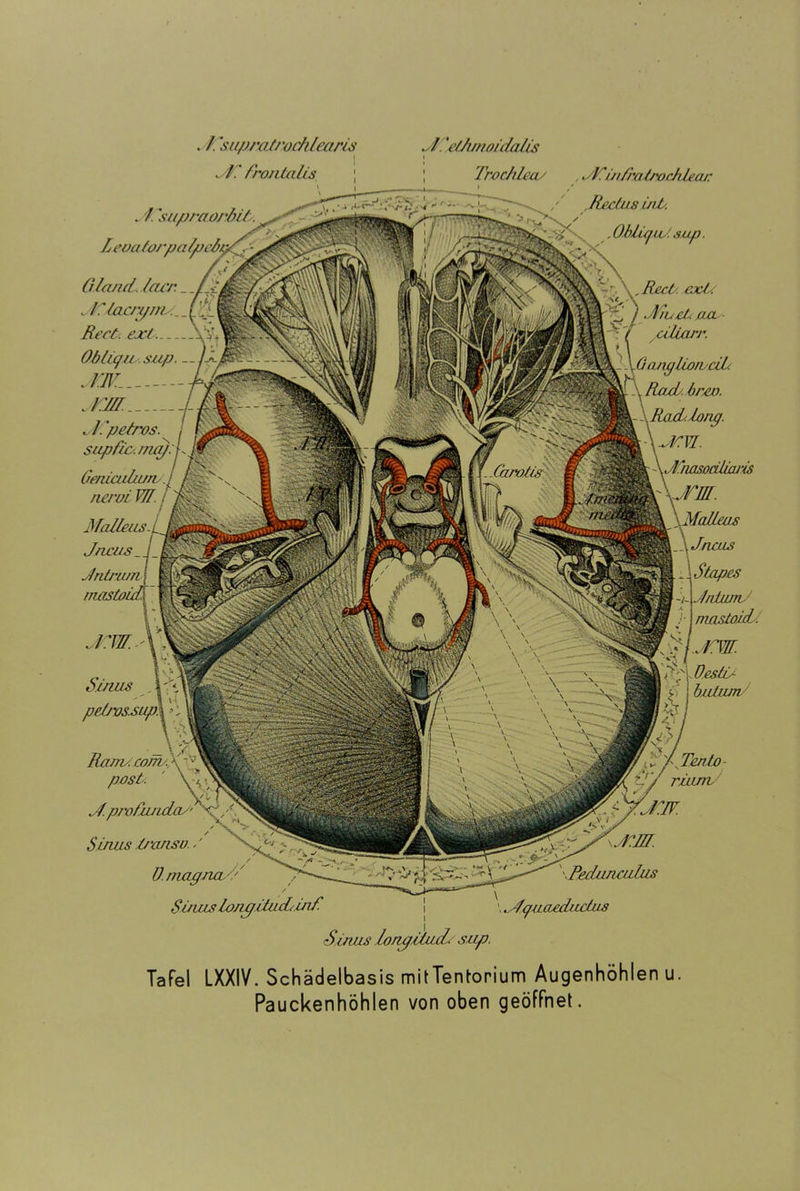 Carotis pdros.sup. . / suprat/'ochlearis I M'i frontalis . / 'supraorbit. Leva toj palpt btpp Glanii. l(U'r. _ /i* ull lacrpms:_vl}_ Bert. ext . Oblu/u.sup. —J. JW... j:m M. ’petros. i supfic.meg. Genicuäun J nerui W. i Malleas Jncus Jnlrn/n nwsioidx ./. ‘eilunoidalis | Trodüeas . MCwlratrochUan / . Redus uiL. ■ „ , Obliejut. sup. r, \, Reet. exC '■y' \ / ‘lila et pxl ciliari'. \, p S ‘A’rV- • >< Sinus Roms. com/X~y post. X • M. proCzuidas' cj:iff 0 ang Uorvcit. |a Rad brev. XRacL.louq. \mcw. Jliasodliam una. ßMalleus \ Jncus 1 Stop es Jidurrv masioid,. ,sL/:w. i ■ Cp OesüJ bulwn JlTeulo X'l rtiuny/ Sinus transu. / U. magna.'.' / SO ws longiiudiinR Peduneulus \ Mquaediutus Si/ius longiüuL sup. Tafel LXXIV. Schädelbasis mitTentorium Augenhöhlen u. Pauckenhöhlen von oben geöffnet.