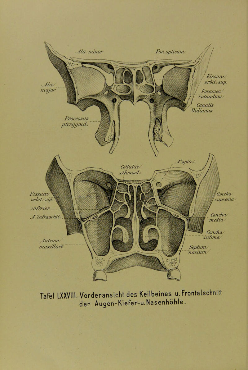 Foi: opticani ifa nii/ior , Jla major Canalis Vidiaiius Processus ptcnjgoicL. Cr da Lac dJunoid/. Concha orbit.sup. inferior jf , /. infraorbtü. (bnchay lnedta ' Conchu infimay ,Antrwny moxillare Septuirv nariiun Tafel LXXVIII. Vorderansicht des Keilbeines u. Frontalschnitt der Augen-Kiefer-u.Nasenhöhle.