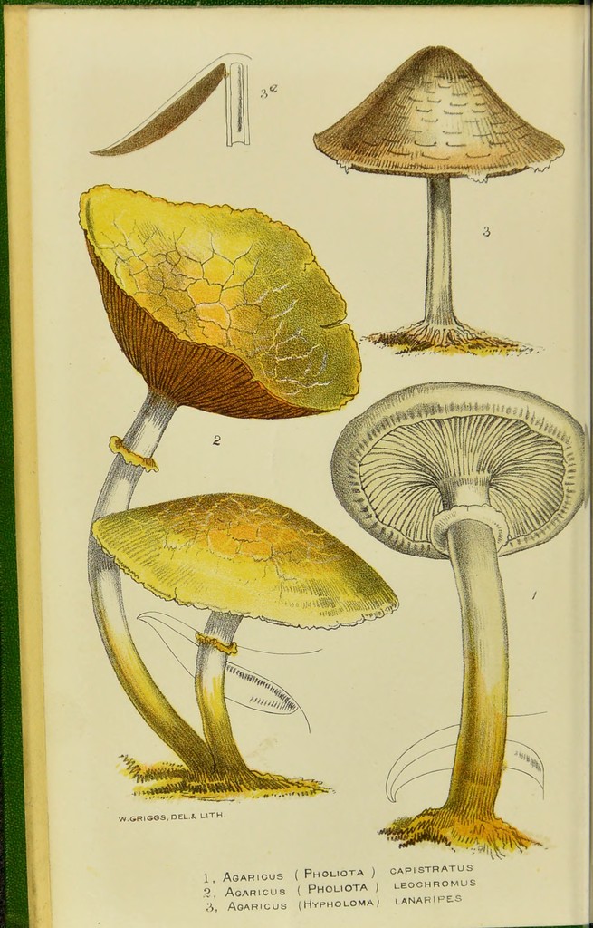 洋書 British Fungi by M. C. Cooke Handbook of British fungi : with