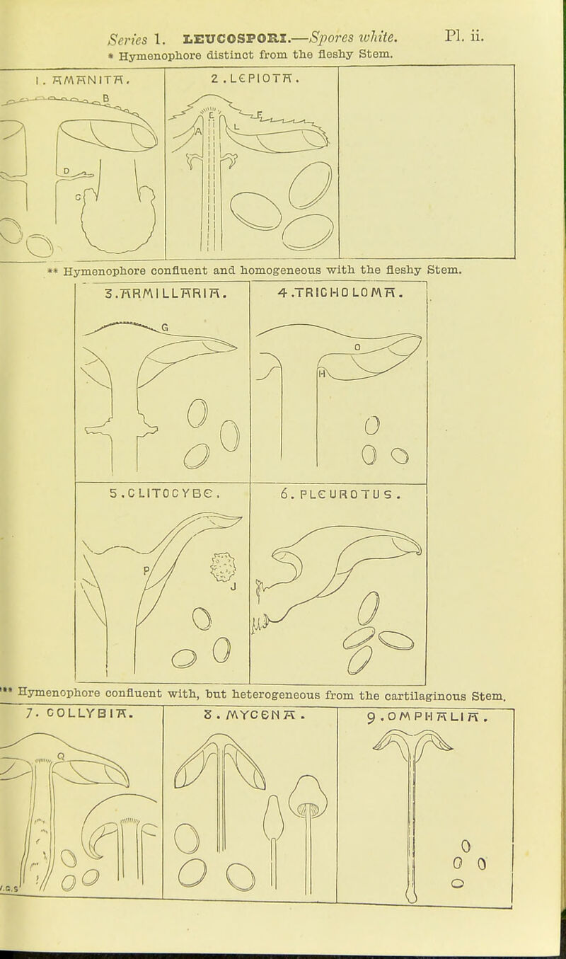 » Hymenophore distinct from the flesliy Stem. ** Hymenophore confluent and homogeneous witli the fleshy Stem. *» Hymenophore confluent with, hut heterogeneous from the cartilaginous Stem.