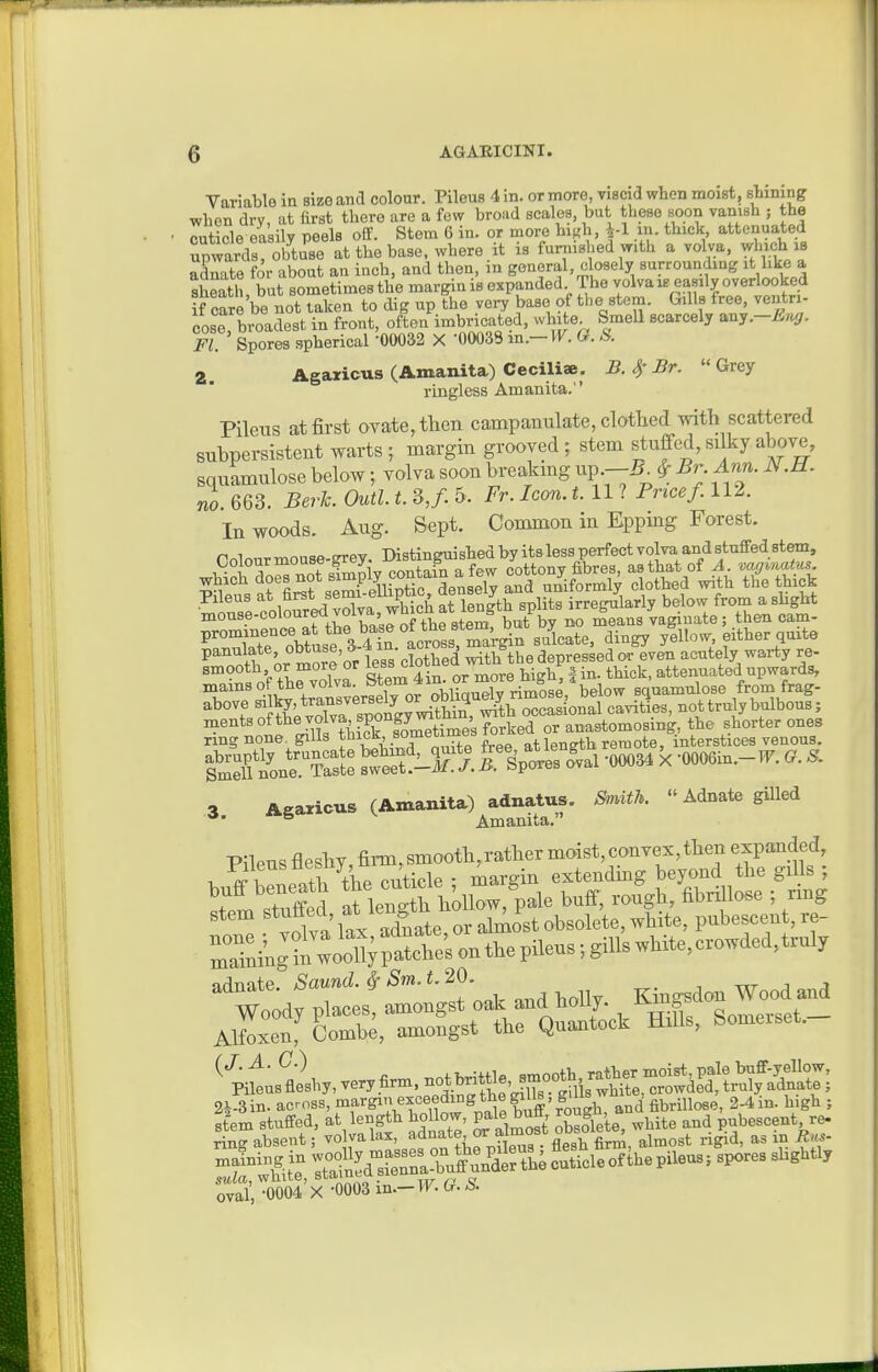Variable ia size and colour. Pilous 4 in. or more, viscid when moist, Bhimng when dry, at first there are a few broad scales, but these soon vanish ; the cuticle easily peels off. Stem 6 in. or more hiKh, |-1 m. thick, attenuated upwards, obtuse at the base, where it is furnished with a volva, wbich is adnate for about an inch, and then, in general, closely surrounding it like a butsLetimesth'emarginisexpanded Thevolvaiseas^^ if care be not taken to dig up the very base of the stem. Gills free, ventri- cose broadest in front, often imbricated, wh te Smell scarcely any.-Ji^^. Fl. Spores spherical -00032 X -00033 m.— W. G. S. manita) Cecilii ringless Amanita 2. Agaxicus (Amanita) Ceciliae. B. 4^ Br. Grey  fiT^nrltwaa Amanita.' Pileus at first ovate, then campamilate, clothed with scattered STibpersistent warts ; margin grooved ; stem s^tuffcd, silky above, sqnamulose below; volva soon breakmg up.—5^ ^ 5r. Ann. N.U. no. 663. Berk. Outl. t. 3,/. 5. Fr. Iccm. t. 11 ? Pricef. 112. In woods. Aug. Sept. Common in Epping Forest. Pnlour mouse-grey. Distinguished by its less perfect volva and stuffed stem, P^°Tr'ohtse 3 4 irLross, mar£n s/lcate, dingy ytllow, either quite P^^^lf^'^^Iore'or less clothed with the depressed or even acutely warty re- smooth, or more or ^easciOT e high, fin. thick, attenuated upwards, T'°'° V^Jansverfely oryquXrim?se,%elow sqnamulose from frag- with occasional cavities, not tru y bulbous; ments ofthe volva spongy m , or anastomosing, the shorter ones ring none^ gills °7 „fte free at length remote, interstices venous. S n'on™st: S'-^/. i'sptes Ival 00034 X -OOOein.-lF. G. S. 3 Agaricus (Amanita) adnatus. SnMh.  Adnate giUed   Amanita. Pileus fleshy, firm, smooth,rather moist, convex,then expanded, Filensflesny , _ ^ extending beyond the gills ; buff beneath ^he c^tj^^e g ^^^ ^ ^^rillose ; ring stem ^^^ff^^^'.^^V^d?! r^^^ pubescent, re- adnate. Saund. ^ Sm.t. 20. -, ttt j j ^Woody place, '^-o.,.. o^^f^tl^^^^'S^^l:^.^ Alfoxen, Combe, amongst the (^uantocK niub, 2i-3 in. across, margin exceeding the gi fibrillose, 2-4 in. high ; feem stuffed, at length hollow, pale buff, --g^^'.-^.^t, pubescent re- ring absent; vo valax, ^^^f f,'^^j^g . flesh firm, almost rigid, as in R>^- oval,-0004 X-0003 in.->F.(r.&