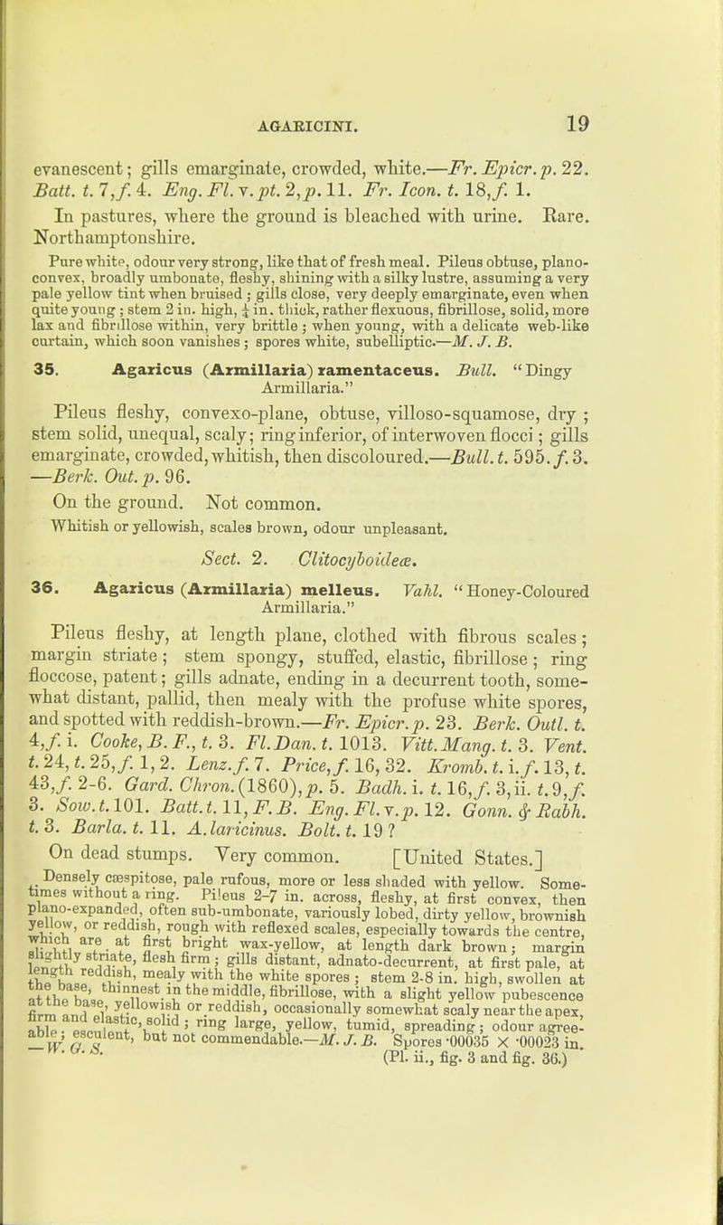 evanescent; gills emarginate, crowded, white.—Fr. Epicr.p.22. Batt. t. 7,f. 4. Eng. Fl.Y.pt. 2,p. 11. Fr. Icon. t. 18,/. 1. In pastures, where the ground is bleached with urine. Rare. Northamptonshire. Pure white, odour very strong, like tliat of fresh meal. Pileus obtuse, plano- convex, broadly umbonate, fleshy, shining with a silky lustre, assuming a very pale yellow tint when bruised j gills close, very deeply emarginate, even when quite young ; stem 2 in. high, \ in. thiok, rather flexuous, fibrillose, solid, more lax and fibrillose within, very brittle ; when young, with a delicate web-like curtain, which soon vanishes ; spores white, subelliptic.—M. J. B. 35. Agazicus (Armillaxia) zamentaceus. Btdl. Dingy Armillaria. Pileus fleshy, conrexo-plane, obtuse, villoso-squamose, dry ; stem solid, unequal, scaly; ring inferior, of interwoven flocci; gills emarginate, crowded, whitish, then discoloured.—Bull. t. 595./. 3. —Berk. Out. p. 96. On the ground. Not common. Whitish or yellowish, scales brown, odour unpleasant. Sect. 2. ClitocyhoidecE. 36. Agaxicus (Azznillaria) melleus. FaAZ.  Honey-Coloured Armillaria. Pileus fleshy, at length plane, clothed with fibrous scales; margin striate ; stem spongy, stuffed, elastic, fibrillose ; ring floccose, patent; gills adnate, ending in a decurrent tooth, some- what distant, pallid, then mealy with the profuse white spores, and spotted with reddish-brown.—Fr. Epicr.p. 23. Berk. Outl. t. 4,/. i. Cooke,B.F.,t.3. Fl.Dan. t. 1013. Vitt.Mang.t. 3. Vent, t. 24, t. 25, f. 1, 2. Lenz.f. 7. Price,/. 16, 32. Kromb. t. i.f. 13, t. 43,/. 2-6. Gard. Chron.{1860),p. 5. Badh. i. 1.16,/. 3,ii. t.9,f. 3. Sow.t.lOl. Batt.t. 11, F.B. Eng. Fl.y.p. 12. Gonn.^Rahh. t.3. Barla.t. 11. A.larkinus. Bolt. t. 191 On dead stumps. Very common. [United States.] Densely csespitose, pale mfous, more or less shaded with yellow. Some- times without a ring. Pileus 2-7 in. across, fleshy, at first convex, then piano-expanded, often sub-umbonate, variously lobed, dirty yellow, brownish yellow, or reddish, rough with reflexed scales, especially towards the centre, wnich are at first bright wax-yellow, at length dark brosvn; margin W tl^ fv u' ^^'^ ^™ ' distant, adnato-decurrent, at first pale, at +>,« hi .1'?^' T^^^ ^^^^e spores ; stem 2-8 in. high, swollen at n+^TnoT.'.. '^'^'JJ^^t.^nt'ie middle, fibrillose, with a slight yellow pubescence firm Lrfli' or reddish, occasionally somewhat scaly near the apex, ab^ ptnUnf'°'r '*^' spreading; odour agVeel able; esculent, but not commendable.-if. /. B. Spores -00035 X -00023 in (PI. ii., fig. 3 and fig. 36.)