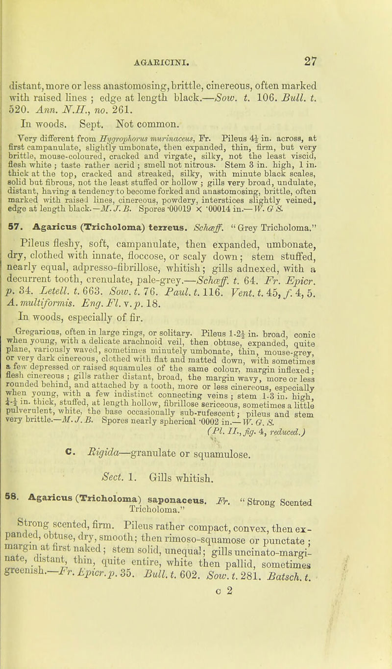 distant, more or less anastomosing, brittle, cinereous, often marked with raised lines ; edge at length black.—Sow. t. 106. Bull. t. 520. Ann. JSF.H., no. 261. In woods. Sept. Not common. Very diflFerent from Rygropliorus nvarinaceus, Pr. Pileus 4| in. across, at first campanulate, slightly umbonate, then expanded, thin, firm, but very brittle, mouse-coloured, cracked and virgate, silky, not the least viscid, flesh white ; taste rather acrid ; smell not nitrous. Stem 3 in. high, 1 in. thick at the top, cracked and streaked, silky, with minute black scales, solid but fibrous, not the least stuflFed or hollow ; gills very broad, undulate, distant, having a tendency to become forked and anastomosing, brittle, often marked with raised lines, cinereous, powdery, interstices slightly veined, edge at length black.-M. J. B. Spores -00019 X -00014 in.— W. G S. 57. Agaxicus (Tricholoma) texreus. Scltceff.  Grey Tricholoma. Pileus fleshy, soft, campanulate, then expanded, umbonate, dry, clothed with innate, floccose, or scaly down; stem stuffed, nearly equal, adpresso-fibrillose, whitish; gills adnexed, with a decurrent tooth, crenulate, pale-grey.—Schceff. t. 64. Fr. Epicr. p. 34. Letell. t. 663. Sow. t. 76. Paul. 1.116. Vent. t. 45, /. 4, 5. A. multiformis. Eng. El. v. p. 18. In woods, especially of fir. Gregarions, often in large rings, or solitary. Pileus 1-2^ in. broad, conic when young, with a delicate arachnoid veil, then obtuse, expanded, quite plane, variously waved, sometimes minutely umbonate, thin, mouse-grev or very dark cinereous, clothed with flat and matted down, with sometimes a few depressed or raised squamules of the same colour, margin inflexed • flesh cinereous ; gills rather distant, broad, the margin wavy, more or less rounded behind, and attached by a tooth, more or less cinereous, especially when young, with a few indistinct connecting veins ; stem 1-3 in. high 4-2 m. thick, stufi^ed, at length hollow, fibrillose sericeous, sometimes a little pulverulent, white, the base occasionally sub-rufescent; pileus and stem very brittle.—ii. J. B. Spores nearly spherical 0002 in.— W. G. S. (PI. II., fig. i, reduced.) C. Rigida—granulate or squamulose. Sect. 1. Gills whitish. 58. Agaricus (Tricholoma) saponaceus. Fr.  Strong Scented Tricholoma. Strong scented, firm. Pileus rather compact, convex, then ex- panded, obtuse, dry, smooth; thenrimoso-squamose or punctate : margin at first naked; stem solid, unequal; gills uncinato-margi- nate, distant^ thm, quite entire, white then pallid, sometimes greenish.-irr.A>-cr.i,.35. Bull.t.6Q2. Sow.t.2^l. Batsch.t. 0 2