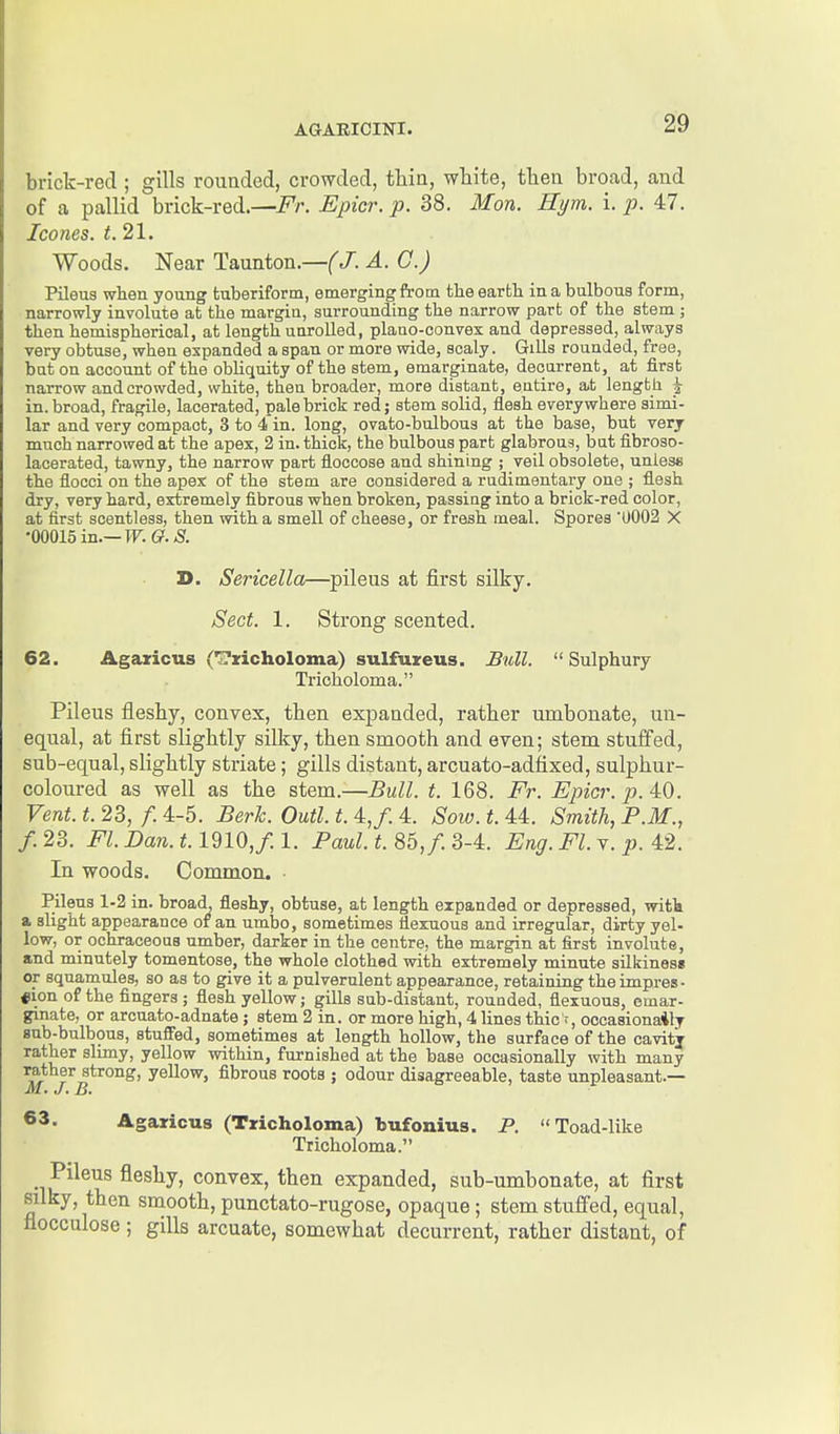 brick-red ; gills rounded, crowded, thin, white, then broad, and of a pallid brick-red.—i^r. Epicr. p. 38. Mon. Hi/m. \. p. 47. Icones. t.21. Woods. Near Taunton.—(J. A. G.) Pileus when young fcuberiform, emerging from tlie eartli in a bulbous form, narrowly involute at the margin, surrounding the narrow part of the stem ; then hemispherical, at length unrolled, plano-convex and depressed, always very obtuse, when expanded a span or more wide, scaly. Gills rounded, free, but on account of the obliquity of the stem, emarginate, decurrent, at firsb narrow and crowded, white, then broader, more distant, entire, at length i in. broad, fragile, lacerated, pale brick red; stem solid, flesh everywhere simi- lar and very compact, 3 to 4 in. long, ovato-bulbous at the base, but very much narrowed at the apex, 2 in. thick, the bulbous part glabrous, but fibroso- lacerated, tawny, the narrow part floccose and shining ; veil obsolete, unless the flocci on the apex of the stem are considered a rudimentary one ; flesh dry, very hard, extremely fibrous when broken, passing into a brick-red color, at first scentless, then with a smell of cheese, or fresh meal. Spores '0002 X •00015 in.—W.G.S. D. Sericella—^pileus at first silky. Sect. 1. Strong scented. 62. Agaxicus C^^xicholoma) sulfuxeus. B^dl. Sulphury Tricholoma. Pileus fleshy, convex, then expanded, rather umbonate, un- equal, at first slightly siUcy, then smooth and even; stem stuffed, sub-equal, slightly striate; gills distant, arcuato-adfixed, sulphur- coloured as well as the stem.—Bull. t. 168. Fr. Epicr. p. ^Q. Vent. t. 23, /. 4-5. Berh. Outl. t. 4,/. 4. Sow. t. 44. Smith, P.M., f.23. FLDan.t.ldlO,f.l. Paul.t.SbJ.SA. Eng. FLy. p. 42. In woods. Common. Pileus 1-2 in. broad, fleshy, obtuse, at length expanded or depressed, witk a slight appearance or an umbo, sometimes flexuous and irregular, dirty yel- low, or ochraoeous umber, darker in the centre, the margin at first involute, and minutely tomentose, the whole clothed with extremely minute silkines* or squamules, so as to give it a pulverulent appearance, retaining the impres - «ion of the fingers ; flesh yellow; gills sub-distant, rounded, flexuous, emar- ginate, or arcuato-adnate ; stem 2 in. or more high, 4 lines thic'T, occasionaily sub-bulbous, stuffed, sometimes at length hollow, the surface of the cavity rather slimy, yellow within, furnished at the base occasionally with many strong) yellow, fibrous roots ; odour disagreeable, taste unpleasant.— 63. Agaricus (Tricholoma) bufonius. P. Toad-like Tricholoma. •1^*^^^^^ flashy, convex, then expanded, sub-umbonate, at first silky, then smooth, punctato-rugose, opaque ; stem stuffed, equal, flocculose ; gills arcuate, somewhat decurrent, rather distant, of