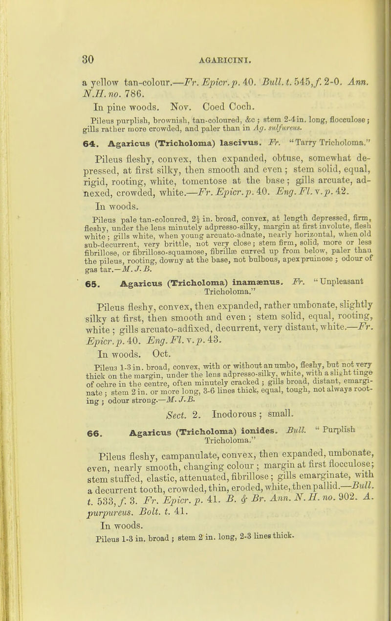 a yollow tan-colour.—Fr. Epicr.pAQ. Bull. t. 54:5, f. 2-0. Ann. N.II.no. 786. In pine woods. Nov. Coed Coch. PileuB purplish, brownish, tan-coloured, &c ; stem 2-4 in. long, flocculose; gills rather luore crowded, and paler than in Ag. mlfureus. 64. Agaricus (Tricholoma) lascivus. Fr. Tarry Tricholoma. Pileus fleshy, convex, then expanded, obtuse, somewhat de- pressed, at first silky, tiien smooth and even; stem solid, equal, rigid, rooting, white, tomentose at the base; gills arcuate, ad- nexed, crowded, white.—Fr. Epicr.p.M). Eng. Fl.Y.p. 4.2. In woods. Pileus pale tan-eolonred, 2^ in. broad, convex, at length depressed, firm, fleshy, under the lens minutely adpresso-silky, margin at first involute, flesh white; gills white, when young arcuato-adnate, nearly horizontal, when old sub-decurrent, very brittle, not very close; stem firm, soHd, more or less fibrillose, or fibrilloso-squamose, fibrillsB curved up from below, paler than the pileus, rooting, downy at the base, not bulboas, apexpruinose ; odour of gas tar.—AI. J. R. ' 65. Agaricus (Tricholoma) inamsenus. Fr. Unpleasant Tricholoma. Pileus fleshy, convex, then expanded, rather umbonate, slightly silky at first, then smooth and even ; stem solid, equal,_ rooting, white ; gills arcuato-adfixed, decurrent, very distant, white.—Fr. Epicr.p. 4:0. Eng.Fl.y.p.4.d. In woods. Oct. Pileus 1-3 in. broad, convex, with or without an umbo, fleshy, but not very thick on the margin, under the lens adpresso-silky, white, with a slight tinge of ochre in the centre, often minutely cracked ; gills broad, distant, emargi- nate ; stem 2 in. or more long, 3-6 Unes thick, equal, tough, not always root- ing ; odour strong.—M. J.B. Sect. 2. Inodorous ; small. 66. Agaricus (Tricholoma) ionides. Bull.  Purplish Tricholoma. Pileus fleshy, campanulate, convex, then expanded, umbonate, even, nearly smooth, changing colour ; margin at first flocculose ; stem stufi-ed, elastic, attenuated, fibrillose; gills emargmate, with a decurrent tooth, crowded, thin, eroded, white, then pallid.—5uZZ. t. 533,/. 3. Fr. Epicr.p. 41. B. ^ Br. Ann. N. H. no.%02. A. purpureus. Bolt, t, 41. In woods. Pileus 1-3 in. broad ; stem 2 in. long, 2-3 lines thick.