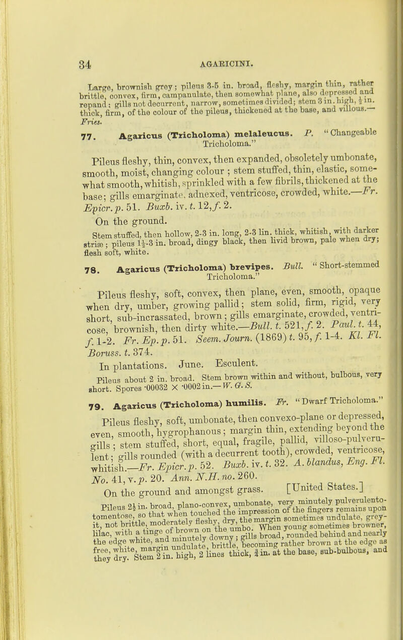 Larire, brownisli ffrey; plleus 3-5 in. broad, flashy, margin tHn, rather brittle, convex, firm, campanulate, then somewhat plane, also depressed ana repand- inlls not decurrent, narrow, sometimes divided; stem^in.hign, ^in. thick, firm, of the colour of the pileus, thickened at the base, and villous.— Fries. 77. Agaricus (Tricholoma) melaleucus. P. Changeable Tricholoma. Pileus fleshy, thin, convex, then expanded, obsoletely umbonate, smooth, moist, changing colour ; stem stuffed, thin, elastic, some- what smooth, whitish, sprinkled with a few fibrils, thickened at the base; gills emarginate, adnexed, ventricose, crowded, white.—I'r. Epicr.p.^l. Buxb. iy.t. 12,f. 2. On the ground. Stem stuffed, then hollow, 2-3 in. long, 2-3 lin thick, whitish with barker BtriLTpileus H-3 in. broad, dingy black, then livid brown, pale when dry; flesh soft, white. 78 Agaricus (Tricholoma) brevipes. Bull.  Short-stemmed Tricholoma. Pileus fleshy, soft, convex, then plane, even, smooth, opaque when dry, umber, growing pallid; stem solid, firm, rigid, very short, sub-incrassated, brown ; gills emarginate, crowded, ventri- cose, brownish, then dirty ^hite.-Bull. i. 521 /. 2.^«r^^^«- 44, f.1'2. Fr.Ep.p.hl. Seem.Journ.{lSQ2)t.95,f.l-4.. Kl.Fl. Boruss. t. 374. In plantations. June. Esculent. Pileus about 2 in. broad. Stem brown within and without, bulbous, very short. Spores-00032 X •0002in.—W^. (?.-S. 79. Agaricus (Tricholoma) humilis. Fr.  Dwarf Tricholoma. Pileus fleshy, soft, umbonate, then convexo-plane or depressed, even smooth, hygrophanous; margin thin, extending beyond the gUls; sTe^ stuffe^d, short, equal, fragile, pallid, -1 oso-pulyeru Lt; gills rounded (with a decurrent tooth), crowded, ventricose, whitish.-i^r. Buxb.iY.t.?>2. A.Uandus, Eng. Fl. No 41, y.p. 20. Ann. N.H. no. 260. On the ground and amongst grass. [United States.] Pileus2^in. broad, pl^^^^^^^^^^ tomentose, so that when the ^^P^^^ . go^^etimes undulate, grey- it, not brittle, moderately fleshy di^ tbem^n s browner, Ulac, with a tinge of brown on the umbo wnen 7° g ^^^^ the edge white, and minutely do^y; gJ^^^^^J^^Xer brown at the edge as