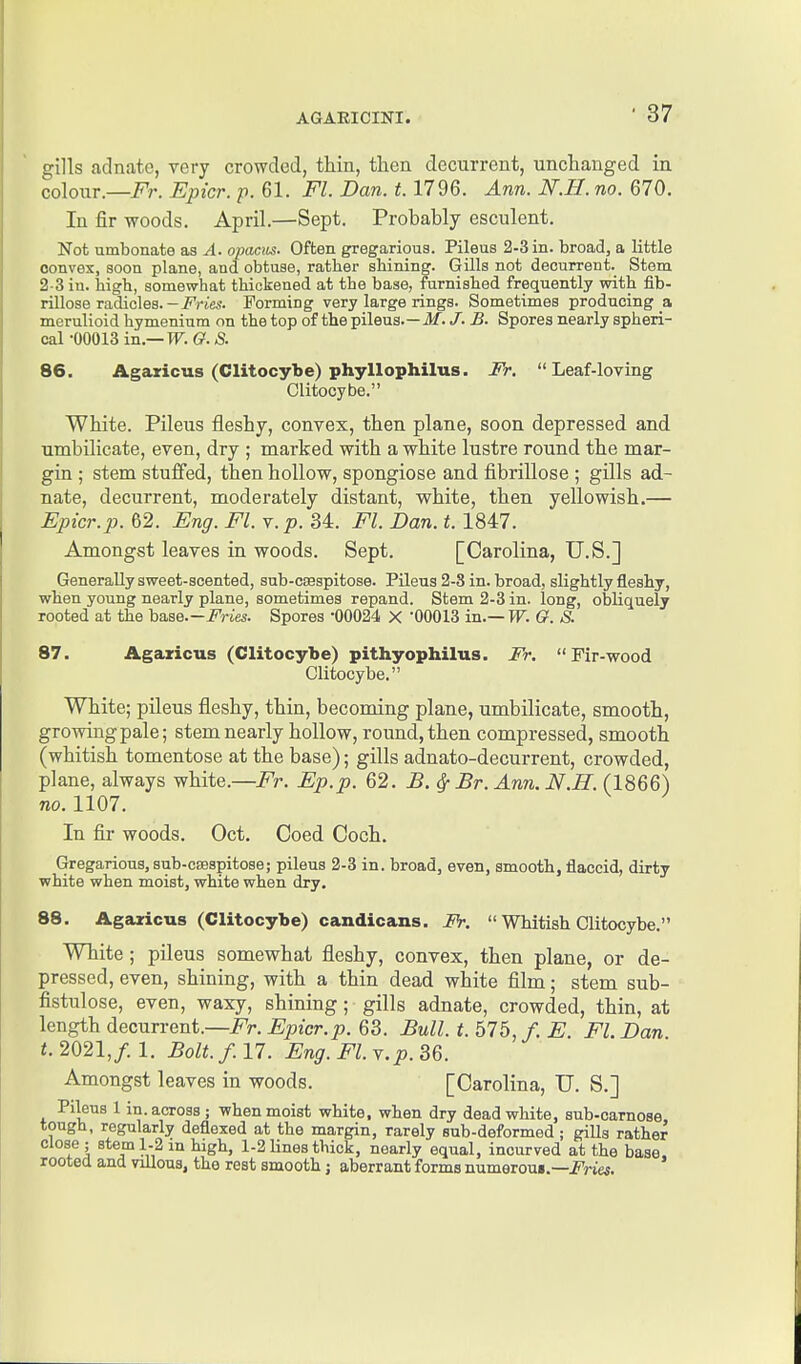 gills adnate, very crowded, thin, then decurrent, unchanged in colour.—iJ'r. Epicr. p. 61. Fl. Dan. 1.1796. Ann. N.H. no. 670. In fir woods. April.—Sept. Probably esculent. Not umbonate as A. opaciis. Often gregarious. Pileus 2-3 in. broad, a little convex, soon plane, and obtuse, rather sbining. Gills not decurrent. Stem 2-3 in. bigb, somewhat thickened at the base, furnished frequently with fib- rillose radicles. — Fries. Forming very large rings. Sometimes producing a merulioid hymenium on the top of the pileus.—J/. J. B. Spores nearly spheri- cal-00013 m.— W.G.S. 86. Agaricus (Clitocybe) phyllophilus. Fr. Leaf-loving Clitocybe. White. Pileus fleshy, convex, then plane, soon depressed and umbilicate, even, dry ; marked with a white lustre round the mar- gin ; stem stuifed, then hollow, spongiose and fibrillose ; gills ad- nate, decurrent, moderately distant, white, then yellowish.— Epicr.p. 62. Eng. Fl. v. p. 34. Fl. Dan. 1.1847. Amongst leaves in woods. Sept. [Carolina, U.S.] Generally sweet-scented, sub-ca9spitose. Pileus 2-3 in. broad, slightly fleshy, when young nearly plane, sometimes repand. Stem 2-3 in. long, obliquely rooted at the haae.—Fries. Spores -00024 X -00013 in.— W. G. & 87. Agaxicus (Clitocybe) pithyophilus. IV. Fir-wood Clitocybe. White; pileus fleshy, thin, becoming plane, umbilicate, smooth, growing pale; stem nearly hollow, round, then compressed, smooth (whitish tomentose at the base); gills adnato-decurrent, crowded, plane, always white.—Fr. Ep.p. 62. B.^ Br. Ann. N.H. (1866) no. 1107. In fir woods. Oct. Coed Coch. Gregarious, sub-c£Bspitose; pileus 2-3 in. broad, even, smooth, flaccid, dirty white when moist, white when dry. 88. Agazicus (Clitocybe) candicans. Fr.  Whitish Clitocybe. White; pileus somewhat fleshy, convex, then plane, or de- pressed, even, shining, with a thin dead white film; stem sub- fistulose, even, waxy, shining; gills adnate, crowded, thin, at length decurrent.—Fr. Epicr.p. 63. Bull. t. 676, f. E. Fl.Dan «.2021,/. 1. Bolt.f.n. Eng.Fl.Y.p.36. Amongst leaves in woods. [Carolina, U. S.] Pileus 1 in. across; when moist white, when dry dead white, sub-carnose tough, regularly deflexed at the margin, rarely sub-deformed ; giUs rather close; stem 1-2 in high, 1-2 lines thick, nearly equal, incurved at the base rooted and villous, the rest smooth; aberrant forms numeroui.—i^riej.