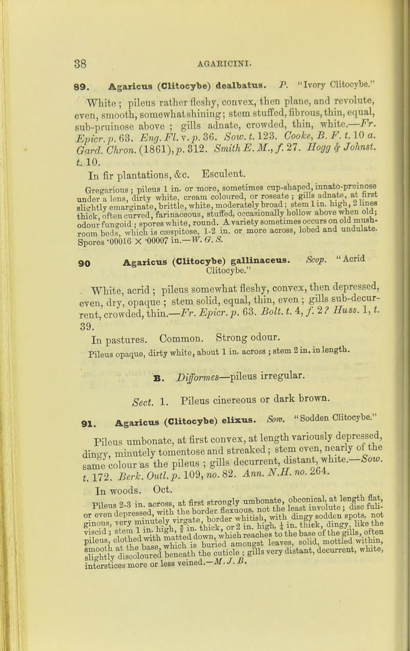 89. Agaiicus (Clitocybe) dealbatus. P. Ivory Clitocybe. White ; pilous rather fleshy, convex, then plane, and revolute, even, smooth, somewhat shining; stem stuff ed, fibrous, thin, equal, sub-pi-uinosc above ; gills adnate, crowded, thin, white.—Fr. Epicr.p. 63. Eng. Fl. Y.p. 36. Sow. 1.123. Cooke, B. F. 1.10 a. Gard. Chron. (1861),p. 312. Smith E. if., /. 27. Hogg Sr Johnst. t. 10. In fir plantations, &c. Esculent. Gregarious; pileus 1 in. or more, sometimes cup-shaped, innato-prainose under a Ions, dirty white, cream coloured, or roseate ; gills adna,te at farst sli<^htly emarginate, brittle, white, moderately broad; stem 1 in. high 2 lines thick often curved, farinaceous, stuffed, occasionally hollow above when old; odour'fungoid ; spores white, round. Avariety sometimes occurs on old mush- room beds, which is csespitose, 1-2 in. or more across, lobed and undulate. Spores -00016 X '00007 in.— W. G. S. 90 Aearicus (Clitocybe) gallinaceus. Seop. Acrid Clitocybe. . White, acrid ; pileus somewhat fleshy, convex, then depressed, even, dry, opaque ; stem solid, equal, thin, even ; gills sub-decur- rent, crowded, thin.—i^r. Epicr. p. 63. Bolt. t. 4, /. 2 ? Huss. 1, t. 39. In pastures. Common. Strong odour. Pileus opaque, dirty white, about 1 in. across ; stem 2 in. in length. B. Difformes—pileus irregular. Sect. 1. Pileus cinereous or dark brown. 91. Agaricus (Clitocybe) elixus. Sow.  Sodden Clitocybe. Pileus umbonate, at first convex, at length variously depressed, dingy, minutely tomentose and streaked; stem even, nearly of the same colour as the pileus ; gUls decurrent, distant white.-5o«;. t. 172. Berk. Outl.p. 109, no. 82. Ann. N.H. no. 264. In woods. Oct. T.-in,,. 9 ^ in across at first strongly umbonate, obconical, at length flat, viscid; stem l iiu hig^^^^^^^^ pileus, clothed with ^^^^1.^°^^^^^ amongst leaves, solid, mottled within, Slfyl— »«f ,.r, diW. de.„,e.t, .Lite, interstices more or less veined.--M. ^. Ji.