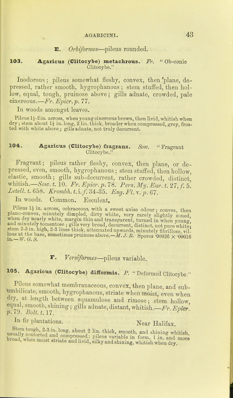 E. Orbiformes—^pileus rounded. 103. Agaxicus (Clitocybe) metachrous. Fr.  Ob-conic Clitooybe. Inodorous; pileus somewhat fleshy, convex, then 'plane, de- pressed, rather smooth, hygrophanous ; stem stuifed, then hol- low, equal, tough, pruinose above; gills adnate, crowded, pale cinereous.—Fr. Epicr.p. 77. In woods amongst leaves. Pileus li-2 in. across, when young cinereous brown, then livid, whitish when dry ; stem about 1^ in. long, 2 lin. thick, broader when compressed, grey, ifros- ted with white above j gills adnate, not truly deourrent. 104. Agaticus (Clitocybe) fragxans. Sow. Fragrant Clitocybe. Fragrant; pileus rather fleshy, convex, then plane, or de- pressed, even, smooth, hygrophanous; stem stufied, then hollow, elastic, smooth; gills sub-decurrent, rather crowded, distinct, whitish.—Sow. t. 10. Fr. Epicr.p.7^. Pers.My.Eur.t.'i.l ,f.h. Letell. t. 658. Krombh. t. i.f. 34-35. Eng. Fl. v. p. 67. In woods. Common. Esculent, Pileus l^in. across, ochraceous, vnth a sweet anise odour; convex then plano-convex, minutely dimpled, dirty white, very rarely sUghtly zoned when dry nearly white, margin thin and transparent, turned in when youn?' and minutely tomentose ; gills very broad, decurrent, distinct, not pure whiti- stem J-3in. high, 2-3 lines thick, attenuated upwards, minutely fibrillose vil! Ions at the base, sometimes pruinose above.—if. /. B. Spores -00026 X -00016 in.— W. G. S. F. Versiformes—^pileus variable. 105. Agaricus (Clitocybe) difformis. P.  Deformed Clitocybe. Pilous somewhat membranaceous, convex, then plane, and sub- tobihcate, smooth, hygrophanous, striate when moist, even when dry, at length between squamulose and rimose; stem hollow equal, smooth, shining; gills adnate,distant, whitish —Fr Emcr p. /9. Bolt. t.n. ■ ■ I ^1. In fir plantations. Near Halifax. nsuallv Poi!?i'f^fsmooth, and shining wbitish usually contorted and compressed; pileus variable in form 1 in Ind mori broad, when moist striate and livid, silky and shining?Sh when dry.