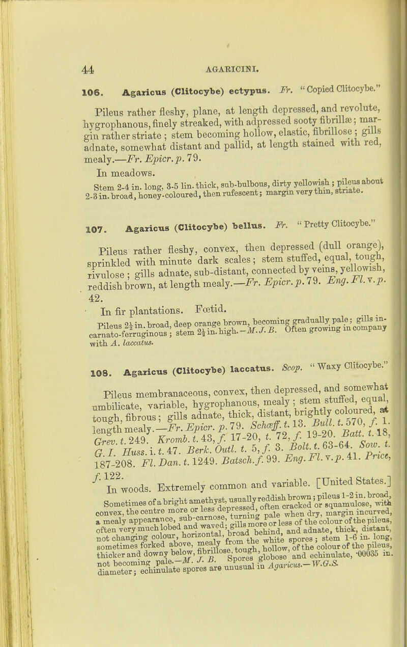 X06. Agaricus (Clitocybe) ectypus. Fr. «Copied Clitocybe. Pileus rather fleshy, plane, at length depressed, and revolute, hygrophanous, finely streaked, with adpressed sooty fibnllaj; mar- gin rather striate ; stem becoming hollow, elastic, fibnllose ; gills adnate, somewhat distant and pallid, at length stamed with red, mealy.—Fr. Epicr.p. 79. In meadows. Stem 2-4 in lonff, 3-5 lin. thick, sub-bulbouB, dirty yellowish ; pileus about 2.3iB!broadrhSco^^^^^ 107. Agaricus (Clitocybe) bellus. Fr.  Pretty Clitocybe. Pilens rather fleshy, convex, then depressed (dnll orange), sprinkled with minute dark scales; stem stuffed, equal tough, TiYulose ; gills adnate, sub-distant, connectedby yems, yellowish, reddish brown, at length mealy.-i^r. Epicr.p.79. Eng.Fl.v.p. 42. ■ In fir plantations. Foetid. Piin broad deeiD orange brown, becoming gradually pale; gills in- carnirArugitut^ sfe^ 2iin'high.-if./. iJ. Often growxng an company with A. laccatus. 108. Agaricus (Clitocybe) laccatus. Scop.  Waxy Clitocybe. Pileus membranaceous, convex, then depressed, and somewhat .mb^licate, variable, hygrophanous mealy; stem s^^^^^^^ tough, fibrous; gills adnate, t^xck distant, brightly coloured «t lenlth -aly.-F.. ^^.c.. p. 7 • Sck^ff^t IB. Bull t.570, / I r87-'208 Dan. 1.1249. Batsch.f. 99. Eng. Fl. y.p. 41. Pr^cc, f 122 In woods. Extremely common and variable. [United States.] Sometimes of abright amethyst, usuaUyred^^^^^^^^ convex, the centre more or less -iepressg, often crac^*'^ ° ^ ^^.^.^ed, a mealy ^ppearance sub-carnose turning pale ^^^^^^ often very muchlobed and waved; gil^^^^^^ ^j^.^^ ^i^t^^t^ not changing colour honzontal br^d bem^^^ ^^^^ 1-6 in. long, sometimes forked above, m^aly from t^^^ wmL P^ ^ ' i^^, the pileus, thicker and downy below, fibrmose tough h^^^^^^^^ echinulate, -00035 in. ^dTa^rtTrT^^hiS^^Sortunusual i^o A,ari.u..- W.O.S.