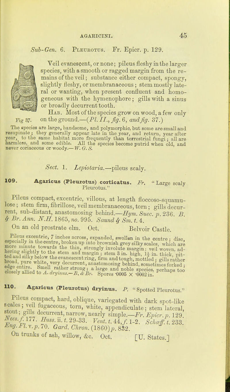 Sub-Gen. 6. Pleurotus. Fr. Epicr, p. 129. Veil evanescent, or none; pileus fleshy iu the larger species, with a smooth or ragged margin from the re- mains of the veil; substance either compact, spongy, slightly fleshy, or membranaceous ; stem mostly late- ral or wanting, when present confluent and homo- geneous with the hymenophore; gills with a sinus or broadly decurrent tooth. Hab. Most of the species grow on wood, a few only Fig 37. on the ground.—{PI. II., fig. 6, and fig. 37.) The species are large, bandsome, and polymorphic, but some are small and resupinate ; they generally appear late in the year, and return, year after year, to the same habitat more frequently than terrestrial fungi j all are harmless, and some edible. All the species become putrid when old, and never coriaceous or woody.— W. G. S. Sect. 1. Lepiotaria.—pileus scaly. 109. Agaricus (Pleurotus) corticatus. Fr. Large scaly Pleurotus. Pileus compact, excentric, villous, at length floccoso-squamu- lose; stem firm, fibrillose, veil membranaceous, torn; gills decur- rent, sub-distant, anastomosing behind.—Hym. Suec p 236 £ ^ Br. Ann. N.H. 1865, no. 995. Saund ^ Sm. t.4:. On an old prostrate elm. Oct. Belvoir Castle. Pileus excentric, 7 inches across, expanded, swollen in the centre ; disc, ™'^rni^,X f *° grey Silky scales, which are more minute towards the thin, strongly involute margin; veil woven, ad- hering slightly to the stem and margin ; stem 3 in. high in thick teoad'^t'/^vr tl^^-f~tri4. firm andtougSttfed Z gmsrath r llll lS ^fe,^«'y,'Recurrent, anastomosing behind, sometimes forked ; n^nL^ w 1 f™eU rather strong ; a large and noble species, perhaps too closely aUied to A. dryimis.-B. &Br. Spores -0005 X 0002 in. 110. Agaricus (Pleurotus) dryinus. P.  Spotted Pleurotus. Pileus compact, hard, oblique, variegated with dark spot-like scales; veil fugaceous, torn, white, appendiculate; stem lateral, stout; gills decurrent, narrow, nearly simple.—i^r. Epicr. p. 129 ^'''•4 S*''--'-^^-^^- V^nt.t.U,fil-2. Scha^fft. 233. £^ng.Fl.Y.p.70. Gard. Chron. {I860)p. 832. On trunks of ash, willow, &c. Oct. [U. States.]