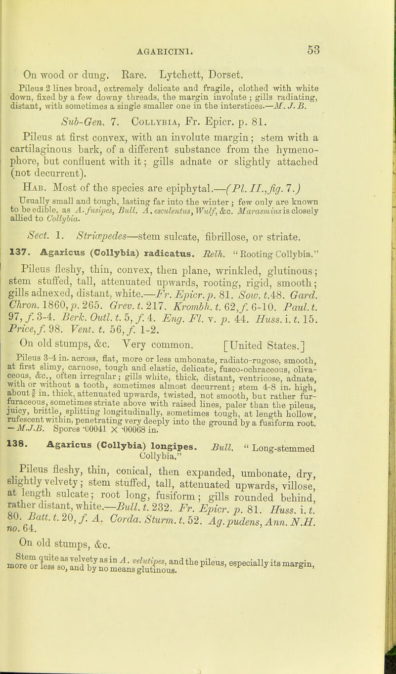 On wood 01* dung. Eare. Lytchett, Dorset. Pileus 2 lines broad, ostremely delicate and fragile, clothed with white down, fixed by a few downy threads, the margin involute ; gills radiating, distant, with sometimes a single smaller one in the interstices.—M.J.B. Sub-Gen. 7. Collybia, Fr. Epicr. p. 81. Pileus at first convex, with an involute mai'gin; stem with a cartilaginous bark, of a different substance from the hymeno- phore, but confluent with it; gills adnate or slightly attached (not decurrent). Hab. Most of the species are epiphytal.—(PL II.,Jiff. 7.) Usually small and tough, lasting far into the winter ; few only are known to be edible, as A.fusi^es, Bull. A.esculentus,Wulf,&c. Marasmmsis c\ose\y allied to CoUyhia. Sect. 1. Stricepedes—stem sulcate, fibrillose, or striate. 137. Agaricus (Collybia) radicatus. Relh.  Eooting Collybia. Pileus fleshy, thin, convex, then plane, wrinkled, glutinous; stem stuffed, tall, attenuated upwards, rooting, rigid, smooth; gills adnexed, distant, white.—Fr. Epicr.-p. 81. Sow. ^.48. Garcl. Cta. 1860,^. 265. Grev.t.211. Kro7nbh. t. 62,f. 6-10. Fault. 97, /. 3-4. Berk. Outl. t. 5, /. 4. Fng. Fl. v. p. U. Huss. i. 1.15. Pnce,/. 98. Vent. t. 66, f. 1-2. On old stumps, &c. Very conunon. [United States.] Pileua 3-4 in. across, flat, more or less umbonate, radiato-rugose, smooth, at first slmiy, carnose, tough and elastic, delicate, fusco-ochraceous, oliva- ceoQs, &c,, often irregular j giUs white, thick, distant, ventrieose, adnate, wither without a tooth, sometimes almost decurrent; stem 4-8 in. high, about ff m. thick, attenuated upwards, twisted, not smooth, but rather fur- turaceous, sometimes striate above with raised lines, paler than the pileus, juicy, brittle, splitting longitudinally, sometimes tough, at length hollow, rutescent within, penetrating very deeply into the ground by a fusiform root. — M.J.B. Spores -00041 X -00068 in. 138. Agaricus (Collybia) longipes. Bull.  Long-stemmed Uollybia. Pileus fleshy, thin, conical, then expanded, umbonate, dry, slightly velvety; stem stuffed, tall, attenuated upwards, viUose at length sulcate; root long, fusiform; gills rounded behind, rather distant, white.—5tiZZ. t. 232. Fr. Epicr. p. 81. Huss. i. t. ^0. Batt. t. 20, /. A. Corda. Sturm, t. 52. Ag.pudens, Ann. N.H. no. 64. ' On old stumps, &c.