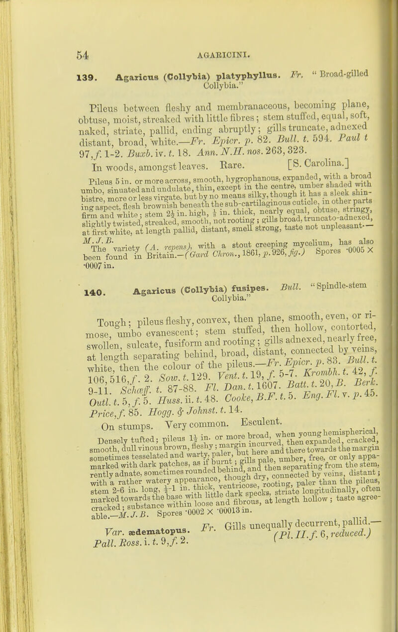X39. AgaricuB (Collybia) platyphyllus. Pr.  Broad-gilled CoUybia. Pileus between fleshy and membranaceous, becoming plane, obtuse, moist, streaked with little fibres; stem stuffed, equal, soft, naked, striate, pallid, ending abruptly; gills truncate, adnexed distant, broad, white.—J^r. Epicr. p. 82. Bull. t. 594. Paul t 97,/. 1-2. Buxb. iv. t. 18. Ann. N.H. nos. 263, 323. In woods, amongst leaves. Rare. [S.Carolina.] Pilens 5im or more across, smooth, hygropbanous, ^^'^,^Srladecl'^?h umbo, sinuated and undulate, thin, except m the centre, ^^'f/^/^^^^^^ histre more or less virgate, but by no means silky, though it has a sleek sUm SSlsS flesh browtfish beneath the sub-cartilaginous caticle m other parts ing aspect, ntMl uiu ^ j obtuse, stnngy, •0007 in. 140 Agaricus (CollyMa) fusipes. Bull. Spindle-stem Collybia. Tough: pileus fleshy, convex, then plane, smooth, even or ri- mose umbo evanescent ; stem stuffed, then hollow, con oi^ed ToUen Clcate, fusiform and rooting; giUs adnexed nearly free ariength separating behind, broad, distant, connected by vexn , white, then the colour of the pileus.-J^^'. ^i>^cr. p. 83. Bull, t 106 516 f 2. Sow.t.V29. Vent.t.1% f. . KroM.t. ^2, f Outl.t.5,f.h. Huss.ilt.AS. Cooke, B.F.t.b. ±.ng.J^i.y.p. Price, f. 85. Hogg. ^ Johnst. 1.14. On stumps. Very common. Esculent. . , • , Densely tufted; pileus H j- re W^^^^ smooth, dull vinous brown, ^esby; margin incurve ^v^^^^^ ^^^^^ sometimes tesselated and ^^'^'^V.'.^^ d-lirpale umber, free, or only appa- marked with dark patches, as S'?^^ H^I'li^ from the stem, rently adnate, sometimes rounded behind a^^^^^^ ^ems, distant; zb\Q.—M.J-B. Spores 0002 X UUUi^in. Fr Gills unequally decurrent,paUid.— Var. adematopus. J^r. uuib u i j f Q reduced.) Pall. Boss.i.t.2,f.2. i