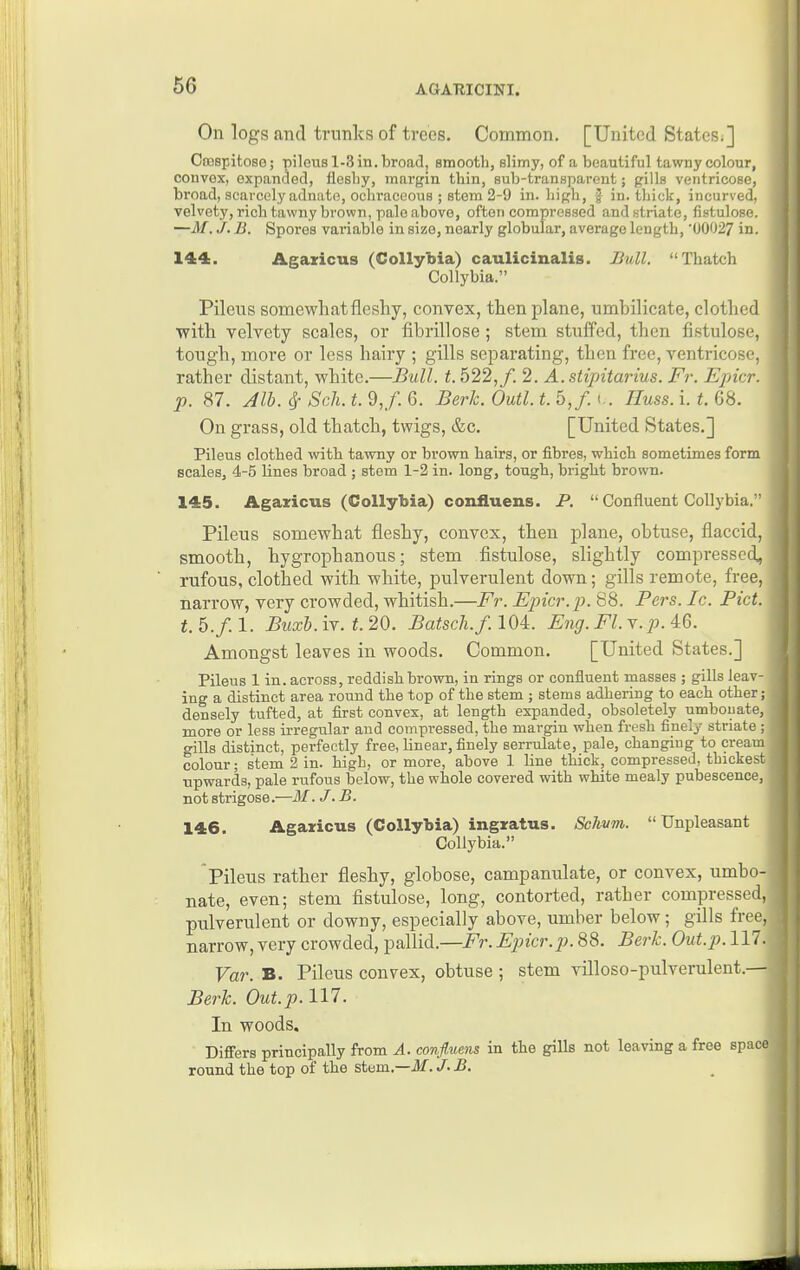 On logs find trunks of trees. Common. [United States.] Cnaspitose; pilous 1-3 in. broad, smooth, slimy, of a beautiful tawny colour, convex, expanded, fleshy, margin thin, sub-transparent; gills ventricose, broad, scarcely adnato, ocliraceous ; stem 2-9 in. high, f in. thick, incurved, velvety, rich tawny brown, pale above, often compressed and striate, fiptulose. —if../. B. Spores variable in size, nearly globular, average length, '00027 in. 144. Agaxicus (Collybia) caulicinalis. Bull. Thatch Collybia. Pileus somewhat fleshy, convex, then plane, umbilicate, clothed ■with velvety scales, or fibrillose; stem stuffed, then fistulose, tough, more or less hairy ; gills separating, then free, ventricose, rather distant, white.—Bull. t. 522,/. 2. A. stipitarius. Fr. Epicr. p. 87. Jib. ^ Sch.t.9,f.Q. Berk. Outl.t.bJ. Huss.i.t.GS. On grass, old thatch, twigs, &c. [United States,] Pileus clothed with tawny or brown hairs, or fibres, which sometimes form scales, 4-5 lines broad ; stem 1-2 in. long, tough, bright brown. 145. Agaricus (Collybia) confluens. P.  Confluent Collj'bia. Pileus somewhat fleshy, convex, then plane, obtuse, flaccid, smooth, hygrophanous; stem fistulose, slightly compressed, rufous, clothed with white, pulverulent down; gills remote, free, narrow, very crowded, whitish.—Fr. Epicr. p. 88. Pers. Ic. Pict. t. 5./. 1. Buxl. iv. t. 20. Batsch.f. 104. E7ig. Fl. \.p. 46. Amongst leaves in woods. Common. [United States.] Pileus 1 in. across, reddish brown, in rings or confluent masses ; gills leav- ing a distinct area round the top of the stem ; stems adhering to each other; densely tufted, at first convex, at length expanded, obsoletely umbouate, more or less irregular and compressed, the margin when fresh finely striate; , gills distinct, perfectly free, linear, finely serrulate, pale, changing to cream ^ colour; stem 2 in. high, or more, above 1 line thick, compressed, thickest j upwards, pale rufous below, the whole covered with white mealy pubescence, ' not strigose.—M. J.B. 146. Agaricus (Collybia) ingratus. Sclvum. Unpleasant Collybia. Pileus rather fleshy, globose, campanulate, or convex, umbo-' nate, even; stem fistulose, long, contorted, rather compressed, pu.lverulent or downy, especially above, umber below; gills fre^, narrow, very crowded, pallid.—Fr. Epicr.p. 88. Berk. Out.p. 117. Var. B. Pileus convex, obtuse ; stem villoso-pulverulent.— Berk. Out.p. 117. In woods. Differs principally from A. confluens in the gills not leaving a free space round the top of the stem.—if. J'B.