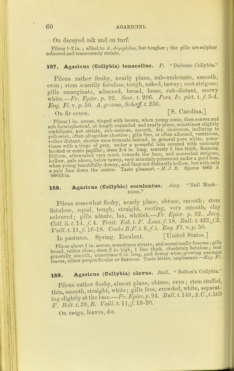 On decayed oalc and on turf. Pilous 1-2 in.; allied to A. drj/ophilus, but tougher ; the gills are sulphur coloured and transversely striate. 157. Agaricus (Collybia) tenacellus. P.  Delicate CoUybia. Pileus rather flesliy, nearly plane, sub-umbonate, smooth, even; stem scantily fistulose,tough,naked,tawny; rootstrigose; gills emarginatc, adnexed, broad, loose, sub-distant, snowy white.—i^r. Epicr. p. 92. Sow. t. 206. Pers. Ic. pict. t.f.d-A. Eng. Fl. v. p. 50. A. gnseus, Schceff. t. 236. On fir cones. [S. Carolina.] Pileus 1 in. across, tinged with brown, when young conic, then convex a°d sub-hemispherical, at length expanded and nearly plane, sometimes slightly umbilicate, not striate, sub-carnose, smooth, dry cinereous, inclining to yellowish, often altogether abortive ; gills free, or often adnexed ventricose, rather distant, shorter ones truncate behind, in general pure white, some- times with a tinge of grey, under a powerful lens covered with variously hooked or conic papillae ; stem 2-4 m. long, scarcely 1 hue thick flexuous, filiform, attenuated very much towards the base and somewhat strigose hollow, pale above, below tawny, very minutely pubescent under a good lens, . when y'oLg beautiMly downy, and then not distinctly hollow b^^^^^ a pale line down the centre. Taste pleasant.-if./. ^. Spores 0002 X •00013 in. 158. Agaricus (Collybia) esculentus. Jacq. Nail Mush- room. Pileus somewhat fleshy, nearly plane, obtuse, smooth ; stem fistulose, equal, tough, straight, rooting, very smooth, clay coloured; gills adnate, lax, whitish-i^r^i>^cr_ p. 92. ^«e|. Coll ii t U,f.A. Tratt. Esh.t.F. Lenz.f.lS. Bull. t. 4:22,/.2. Fmiz.i. 11,/. 16-18. CookeB.F.t.6,f.i. Eng. Fl. Y.p. 50. In pastures. Spring. Esculent. [United States.] Pileus about 1 in. across, sometimes striate, and occasionaUy fuscous; gills hrnnd rather close - stem 2 in. high, 1 Une thick, obsoletely fistulose ; root Sneiuy sm^^^^^^^^^ 6 in. 'long, and downy when growing amongst leaves, either perpendicular or flexuous. Taste bitter, unpleasant.-£«£r. Fl. 159. Agaricus (Collybia) clavus. Bull.  Bolton's Collybia. Pileus rather fleshy, almost plane, obtuse, even; stem stufi-ed, thin, smooth,straight, white; gills 'T,^,^^]' J^^^^ ins slightly at the base.—Fr. Epicr.p. 94. Bull. 1.148, A. C.,t.5bJ F Bdt.t.3Q,B. FaiZU. 11,/19-20. On twigs, leaves, &c.