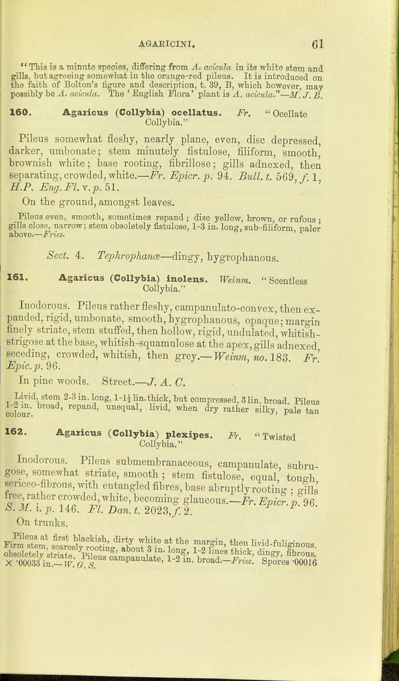 This is a mintite species, differing from A. acicula in its white stenj and gills, but agreeing somewhat in the orange-red pileus. It is introduced on the faith of Bolton's figure and description, t. 39, B, which however, may possibly be A. acicula. The ' English Mora' plant is A. acicula—M.J.B. 160. Agairicus (Collybia) ocellatus. Ir,  Ocellate Collybia. Pileus somewhat fleshy, nearly plane, even, disc depressed, darker, umbonate; stem minutely fistulose, filiform, smooth, brownish white; base rooting, fibrillose; gills adnexed, then separating, crowded, white.—Fr. Epicr. p. 94. Bull.t. 569 /. 1 E.P. Eng. FLv. p. 51. ' On the ground, amongst leaves. Pileus even, smooth, sometimes repand ; disc yellow, brown, or rufous • gills close, narrow; stem obsoletely fistulose, 1-3 in. long, sub-filiform paler above.—Fries. ' Sect. 4. Tephrophanm—dingy, hygrophanous. 161. Agaxicus (Collybia) inolens. Weinm. Scentless Collybia. Inodorous. Pileus rather fleshy, campanulato-convex, then ex- panded, rigid, umbonate, smooth, hygrophanous, opaque; margin finely striate, stem stuffed, then hollow, rigid, undulated, whitish- strigose at the base, whitish-squamulose at the apex, gills adnexed seceding, crowded, whitish, then gvej.— Weinm, no. 183. Fr Epic.p. 96. In pine woods. Street.—J. A. C. Livid, stem 2-3 in. long, 1-lilin.thick, but compressed, 31in. broad. Pileus colmv ^^P^d, unequal, hvid, when dry rather silky, pale tan 162. Agaricus (Collybia) plexipes. M- Twister! Collybia. Inodorous. Pileus submembranaceous, campanulate, subra- gose, somewhat striate, smooth ; stem fistulose, equal, toue'h 8enceo-fibrons,with entangled fibres, base abruptly rooting • dlls free, rather ciwded, white, becoming glaucous.-i^;.. Epicr. « 96 S.M.i.p.U6. Fl. Dan. t. 2023,/. 2. ' On tnmks. XMotii^^W:I.ir hvo^d.-Fries: Spores -00016