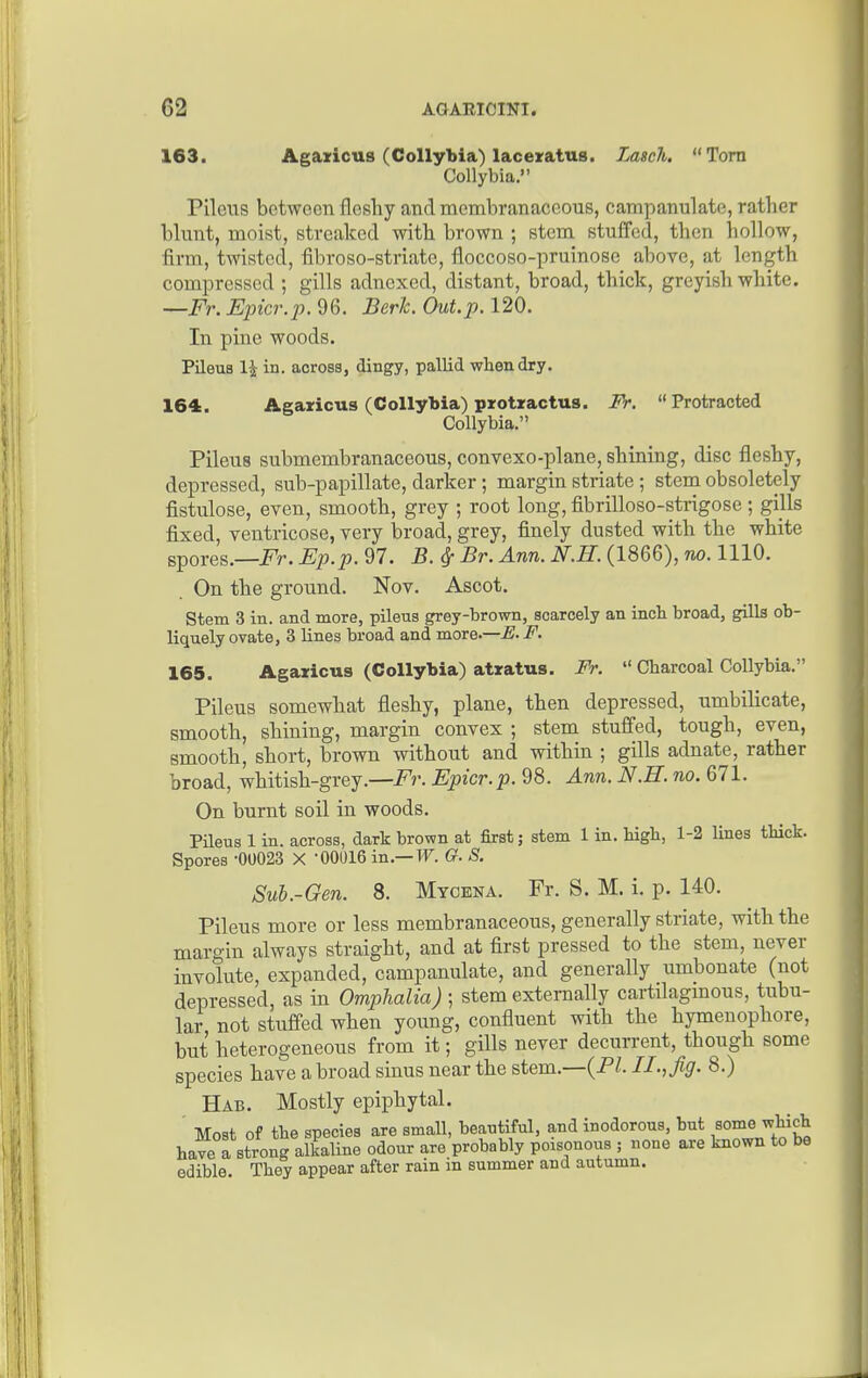 163. Agazicus (Collybia) lacexatus. Lasch. Torn Collybia. Pileus between fleshy and membranaceous, campanulate, rather blunt, moist, streaked with brown ; stem stuffed, then hollow, firm, twisted, fibroso-striate, floccoso-pruinose above, at length compressed ; gills adnexed, distant, broad, thick, greyish white. ■^Fr. Epicr.p. 96. Berh, Out.p. 120. In pine woods. Pileus li in. across, dingy, pallid when dry. Pileus submembranaceous, convexo-plane, shining, disc fleshy, depressed, sub-papillate, darker; margin striate ; stem obsoletely fistulose, even, smooth, grey ; root long, fibrilloso-strigose ; gills fixed, ventricose, very broad, grey, finely dusted with the white spores.—Fr. Ep.p. 97. B. ^ Br. Ann. N.H. (1866), no. 1110. On the groiind. Nov. Ascot. Stem 3 in. and more, pileus grey-brown, scarcely an inch broad, gills ob- liquely ovate, 3 lines broad and more.—^. F. 165. Agaricus (Collybia) atratus. Fr.  Charcoal Collybia. Pileus somewhat fleshy, plane, then depressed, umbilicate, smooth, shining, margin convex ; stem stuffed, tough, even, smooth, short, brown without and within ; gills adnate, rather broad, whitish-grey.—i^?-. Epicr.p. 98. Ann. N.H. no. 671. On burnt soil in woods. Pileus 1 in. across, dark brown at first; stem 1 in. Wgh, 1-2 lines tHck. Spores -00023 X '00016 in.—TF. G. S. Sub.-Gen. 8. Mycena. Fr. S. M. i. p. 140. Pileus more or less membranaceous, generally striate, with the margin always straight, and at first pressed to the stem, never involute, expanded, campanulate, and generally umbonate (not depressed, as in Omphalia) ; stem externally cartflagmous, tubu- lar not stiiffed when young, confluent with the hymenophore, but heterogeneous from it; gills never decurrent, though some species have a broad sinus near the stem.—(P^. II., fig- 8.) Hab. Mostly epiphytal. 164. Agazicus (Collybia) pzotractus. FV.  Protracted Collybia.