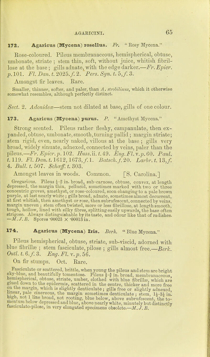 172. Agaricus (Mtycena) rosellus. Fr.  Kosy Mycena. Kose-coloured. Pileus membranaceous, hemispherical, obtuse, umbonate, striate ; stem thin, soft, without juice, whitish fibril- lose at the base ; gills adnate, with the edge darker.—Fr. Epicr. p.lOl. Fl. Dan. t. 2026.f. 2. Pers.Si/n.t. 5,f. 3. Amongst fir leaves. Rare. Smaller, ttinner, softer, and paler, than A. strobilinus, which it otherwise somewhat resembles, although perfectly distinct. Sect. 2. Adonidece—stem not dilated at base, gills of one colour. 173. Agaricus (Mycena) puzus. P.  Amethyst Mycena. Strong scented. Pileus rather fleshy, campanulate, then ex- panded, obtuse, umbonate, smooth,turning pallid; margin striate; stem rigid, even, nearly naked, villous at the base ; gills very broad, widely sinuate, adnexed, connected by veins, paler than the pileus.—Fr. Epicr. p. 102. Huss.ii.t.A^^. Eng.Fl.Y.p.QO. Paul. t.Wd. Fl. Dan. 1.1612, l&l 3, f.I. Batsch.J.20. Larbr.t.U,/. 4. Bull. t. 507. Scha;ff. t. 303. Amongst leaves in woods. Common. [S. Carolina.] Gregarious. Pileus 4-2 in. broad, sub-carnose, obtuse, convex, at length depressed, the margin thin, pellucid, sometimes marked with two or three concentric groves, amethyst, or rose-coloured, soon changing to a pale brown purple, at last nearly white; gills broad, adnate, sometimes almost decurrent, at first whitish, then amethyst or rose, then subrufescent, connected by veins, margin uneven ; stem often twisted, more or less filDrillose, at length smooth, tough, hollow, lined with silky fibres, splitting easily upwards, the base often strigose. Always distinguishable by its taste, and odour like that of radishes. —M. J. B. Spores -00023 X -00013 in. 174. Agaricus (Mycena) Iris. Berk.  Blue Mycena. Pileus hemispherical, obtuse, striate, sub-viscid, adorned with blue fibrilla? ; stem fasciculate, pilose ; gills almost free.—Berh. Outl.t.6.f.3. Eng.Fl.Y.p.56. On fir slumps. Oct. Rare, Fasciculate or scattered, brittle, when young the pileus and stem are bright sky-blue, and beautifully tomentose. Pileus f-f in. broad, membranaceous. Hemispherical, obtuse, striate, umber, clothed with blue fibrillse, which are glued down to the epidermis, scattered in the centre, thicker and more free on the margin, which is slightly denticulate ; gills free or slightly adnexed, linear, pale cinereous, the margin sometimes denticulate ; stem, l^-SJ in. high^ not 1 hne broad, not rooting, blue below, above subrufescent, the to- menium below depressed and blue, above nearly white, minutely but distinctly faseiculato-pilose, m very elongated specimens obsolete.—if. /. B.