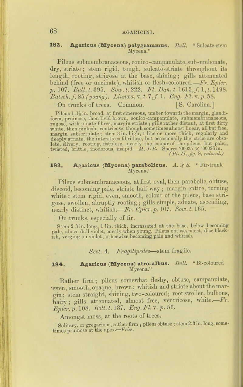 182. Agaricus (Mycena) polygrammus. Bull.  Sulcate-stem Mycena. Pilens submembranaceous, conico-campanulate,sub-umbonatc, dry, striate ; stem rigid, tough, sulcato-striate throughout its length, rooting, strigose at the base, shining; gills attenuated behind (free or uncinate), whitish or flesh-coloured.—Fr. Epicr. p.107.BuU.t.S9o. Sow.t.222. Fl. Dan. 1.1615,/. I, t.U98. Batsch.f. 85 (young). Linnoea. v. t. 7,/. 1. Eng. FL. v.p. 58. On trunks of trees. Common. [S. Carolina.] Pileus 1-1^ in. broad, at first cinereous, umber towards tbe margin, glandi- form, pruinose, then livid brown, conico-campanulate, submembranaceous, rugose, with innate fibres, margin striate ; gills rather distant, at first dirty white, then pinkish, ventricose, though sometimes almost linear, all but free, margin subserrulate; stem 3 in. high, 1 line or more thick, regularly and deeply striate, the interstices fibrillose, but occasionally the striae are obso- lete, silvery, rooting, fistulose, nearly the colour of the pileus, but paler, twisted, brittle: inodorous, insipid.—M.J.B. Spores 00035 X 00026in. (PI. II.,fig. 8, redwed.) 183. Agaricus (Mycena) parabolicus. A. .3,'S. Fir-trunk Mycena. Pileus submembranaceous, at first oval, then parabolic, obtuse, discoid, becoming pale, striate half way ; margin entire, turning white ; stem rigid, even, smooth, colour of the pileus, base stri- gose, swollen, abruptly rooting; gills simple, adnate, ascending, nearly distinct, whitish.—Fr. Epicr. p. 107. Sow. 1.165. On trunks, especially of fir. Stem 2-3 in. long, 1 lin. thick, incrassated at the base, below becoming pale, above dull violet, mealy when young. Pileus obtuse, moist, disc black- ish, verging on violet, otherwise becoming pale and whitish. Sect. 4. Fragilipedes—stem fragile. 184:. Agaricus (Mycena) atro-albus. Bull. Bi-coloured Mycena. Eather firm; pileus somewhat fleshy, obtuse, campanulate, •even, smooth, opaque, brown; whitish and striate about the mar- gin;'stem straight, shining, two-coloured; root swollen, bulbous, hairy; gills attenuated, almost free, ventricose, white.—Fr. Epicr.p. 108. Bolt. t. 137. Eng. Ft. v. p. 56. Amongst moss, at the roots of trees. Solitary, or gregarious, rather firm ; pileus obtuse j stem 2-3 in. long, some- times pruinose at the apex.—i^rie^.