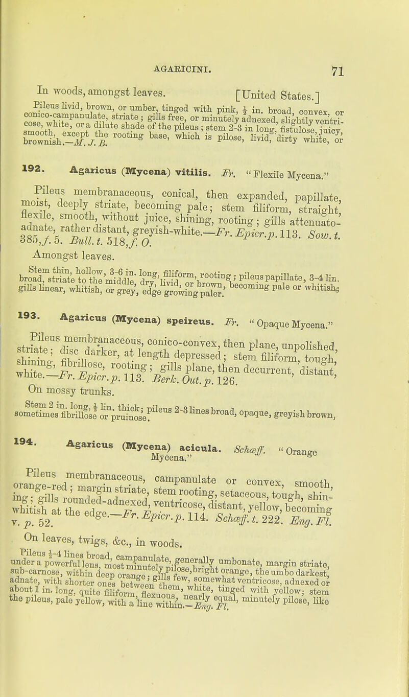 In woods, amongst leaves. [United States.] Kleus Kvid, brown, or umber, tinged with pink, i in. broad convex or comco-campanulate, striate; giUs free, or minutei;adnexed sfebtirventrf cose, white, or a dilute shade of the pileus ; stem 2-3 in w' Sose 192. Agaricus (Mycena) vitilis. Fr. «Flexile Mycena. r^Jcf'^i' membranaceous, conical, then expanded, papillate, moist, deeply striate, becoming pale; stem filiform, straight aZte rT J^-'!' attenuL-' Amongst leaves. brfalntSeShl'm'ilc^^- dTS^Ct^b' pileus papillate, 3-4 lin. giUs linear, whitish, or gjjy',T&'gro;rng'pX' '^''^ °' 193. Agaricus (Mycena) speireus. M:  Opaque Mycena. On mossy trunks. ^'I'^eois, campanulate or convex smooti, ^6) fcilis louncled-adnexed, ventrirn<5P fli'c+or>+ xr„n i • ^wh^i* at the edgo.-^..i^.4':ril''l^^^^^^^^ On leaves, twigs, &c., in woods. undSri^4rfunet°,l'oS^ sub-carnose, within or^n^o the umbo darkest adnate, with shorter ones K.ar,^f i ' ?°?iewhat ventricose, adnexedor about 1 in. long, cmTto filifor * '^^^^^ ^^^S^^' ti^&ed with yellow; stem the pileus. paleViuo^, wfclit'^a