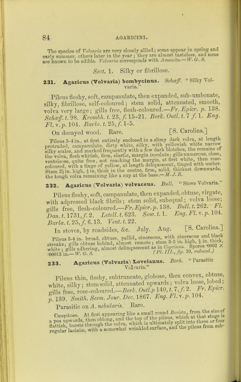 The species of Volvaria are very closely allied; some appear in spring and early summer, others later in the year ; they are almost tasteless, and none are known to be edible. Volvaria corresponds with Amanda—W. G. 8. Sect. 1. Silky or fibrillose. 231. Agaricus (Volvaria) bombycinus. Schceff.  Silky Vol- varia. Pileus fleshy, soft, campanulate, then expanded, sub-umbonate, silky, fibrillose, self-coloured; stem solid, attenuated, smooth, volva very large; gills free, flesh-coloured.—Fr.-Epicr. p. 138. Schceff. t. 98. Krombh. t. 23,/. 15-21. BerTc. Outl. t. 7 /. 1. Eng. FLY.p.104.. Barla.t.25,f.l-5. On decayed wood. Rare. [S. Carolina.] Pileus 3-4 in., at first entirely enclosed in a slimy dark volva, at length protruded, campanulate, dirty white, silky, with yellowish white narrow silky scales, and marked frequently with a few dark blotches, the remains of the volva, flesh whitish, firm, elastic, margin involute ; gills numerous, close, ventricose, quite free, not reaching the margin, at first white, then rose- coloured, with a tinge of yellow, at length deliquescent tinged with umber. Stem 2iin. high, iin. thick in the centre, firm, sohd, thickest downwards, the tough volva remaining like a cup at the base.—M. /. B. 232. Agaricus (Volvaria) volvaceus. Bull.  Stove Volvaria. Pileus fleshy, soft, campanulate, then expanded, obtuse, virgate, with adpressed black fibrils; stem solid, subequal; volva loose; sills free, &e&h-co\om-ed.—Fr.Epicr.p.lSS. BuU.t.262. J^L W 1731,/. 2. Letell.t.623. Sow.t.l. Eng. Fl.Y.p.lOL Barla.t.25,f. Q.15. Vent.t.22. In stoves, by roadsides, &c. July. Aug. [S. Carolma.] Pileus 3-4 in. broad, obtuse, pallid, cinereous, with F^^ff ^^^^^^.^^^^ streaks; gills obtuse behind, almost remote ; stem 3-5 m. * ^^J.JJi'^^; svitetr' ^''^^-^^ 233. Agaricus (Volvaria) loveianus. Serk. Parasitic Volvaria. Pileus thin, fleshy, subtruncate, globose, then convex, obtuse, white, silky; stem solid, attenuated upwards ; volva loose, lobed; gfllsfree, rose-coloured.-^../.. Outl.p 140, t. 7,f. 2. Fr. Epicr. 1.139. Smith. Seem. Jour. Dec. 1867. Eng. Fl. y.p. 104. Parasitic on A. neSuZans. Eare. n -4. A+ firqt annearine like a small round BovL-ita, from the size of