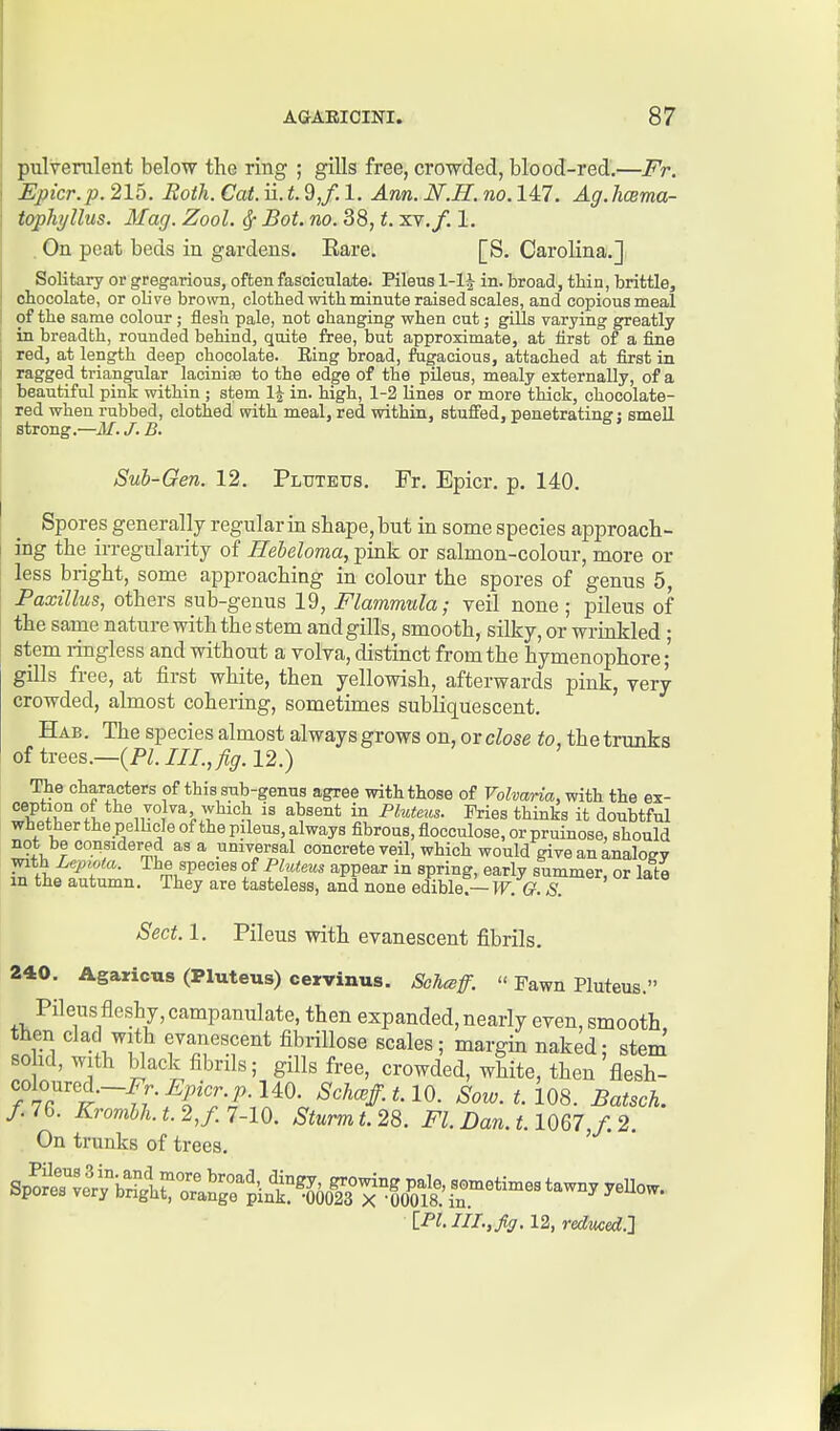 pulverulent below the ring ; gills free, crowded, blood-red.—Fr. Epicr.p. 215. Roth. Cat. ii. t. 9,f. 1. Am. N.H. no. 147. Ag.hcema- topJiyllus. Mag. Zool. (J- Bot. no. 38, t. xv.f. 1. . On peat beds in gardens. Eare. [S. Carolina.] Solitary or gregarious, often fasciculate. Pileus 1-1^ in. broad, thin, brittle, chocolate, or olive brown, clothed with minute raised scales, and copious meal of the same colour; flesh pale, not changing when cut; gills varying greatly in breadth, rounded behind, quite free, but approximate, at first of a fine red, at length deep chocolate. Eing broad, ftigacious, attached at first in ragged triangular lacinige to the edge of the pileus, mealy externally, of a beautiful pink within ; stem 1^ in. high, 1-2 lines or more thick, chocolate- red when rubbed, clothed with meal, red within, stuffed, penetrating j smell strong.—M.J.B. Sub-Gen. 12. Pluteus. Fr. Epicr. p. 140. Spores generally regular in shape, but in some species approach- ing the irregularity of Heheloma, pink or salmon-colour, more or less bright, some approaching in colour the spores of genus 5, Paxillus, others sub-genus 19, Flammula; veil none; pileus of the same nature with the stem and gills, smooth, silky, or wrinkled ; stem ringless and without a volva, distinct from the hymenophore;' gills free, at first white, then yellowish, afterwards pink, very crowded, almost cohering, sometimes subliquescent. Hab. The species almost always grows on, or cZose to, the trunks of trees.—(PZ. III., fig. 12.) The characters of this snb-genus agree with those of Voharia, with the ex- L Pluteus. Fries thinks it doubtful whether the pelbcle of the pileus, always fibrous, flocculose, or pruinose, should not be considered as a universal concrete veil, which would give an analogy with Lepiota. The species of Pluteus appear in spring, early summer or lata in the autumn. They are tasteless, and none edible!-TF. (? & ' Sect. 1. Pileus with evanescent fibrils. 240. Agaricus (Pluteus) cervinus. Sohcsff.  Fawn Pluteus. Pileus fleshy, campanulate, then expanded, nearly even, smooth, then clad with evanescent fibriUose scales; margm naked; stem sold, with black fibrils; gills free, crowded, white, then flesh- f^^^'^^—Fr. Epicr. p.UQ. Sch^ff.t. 10. Sow. t. 108. Batsch. f. 76. Krombh. t. 2,f. 7-10. Sturm t. 28. Fl. Dan. 1.1067,/. 2. On trunks of trees. ' SpSiT^lr^Slrorln^^^ iPl. III., fig. 12, reduced.J