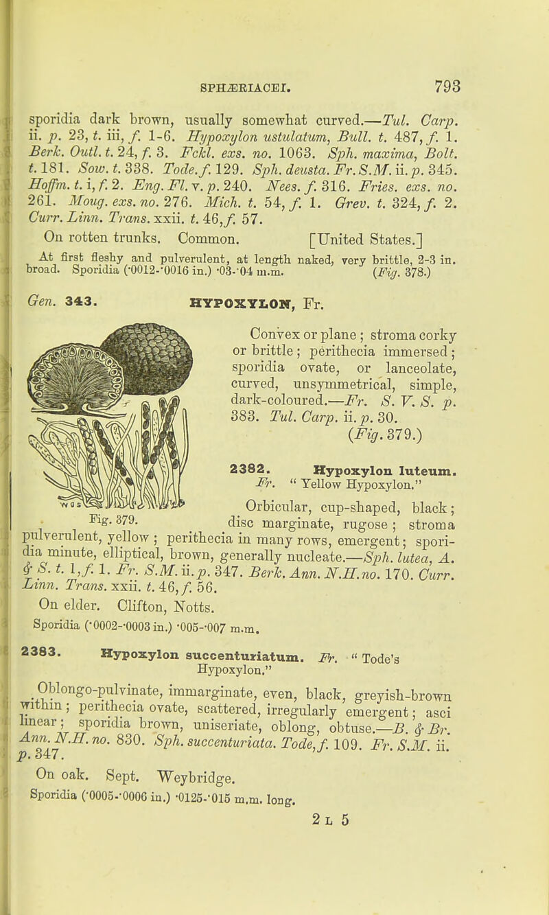 sporidia dark brown, usually somewhat curved.—Tul. Carp. ii. p. 23, t. iii,/. 1-6. Hypoxylon ustulatum, Bull. t. 4:87, f. 1. Berk. Outl. t. 24, /. 3. Fckl. exs. no. 1063. Sph. maxima, Bolt. 181. Sow.t.Z^S. Tocle.f.129. Sph. deusta. Fr.S.M.il p. Sio. Hoffm. t. i, f. 2. Eng. Fl. y. p. 240. Nees. f. 316. Fries, exs. no. 261. Moug. exs. no. 27Q. Mich. t. 54,/. 1. Grev. t. 824:, f. 2. Curr. Linn. Trans, xxii. t. 46,/ 57. On rotten trunks. Common. [United States.] At first fleahy and pulverulent, at length naked, very brittle, 2-3 in. broad. Sporidia (•0012--0016 in.) •03.-04 m.m. {Fig. 378.) Gen. 343. Kg. 379. HYFOXYLOZr, Fr. Convex or plane ; stroma corky or brittle ; perithecia immersed; sporidia ovate, or lanceolate, curved, unsymmetrical, simple, dark-coloured.—Fr. S. V. S. p. 383. Tul. Carp. Hp. 30. (Fig. 379.) 2382. Hypoxylon luteum. M:  Yellow Hypoxylon. _ Orbicular, cup-sbaped, black ; disc marginate, rugose ; stroma pulverulent, yellow ; perithecia in many rows, emergent; spori- dia mmute, elliptical, brown, generally nucleate.—lutea, A. & S. t. l,f. 1. Fr. S.M.ii.p. 347. Berk. Ann. N.H.no. 170. Curr. Linn. Trans, xxii. t. 46, f. 56. On elder. Clifton, Notts. Sporidia (•0002--0003 in.) •005--007 m.m. 2383. Hypoxylon succentuiriatuin. Ii-.  Tode's Hypoxylon. Oblongo-pulvinate, immarginate, even, black, greyish-brown witbm; perithecia ovate, scattered, irregularly emergent: asci Jinear ; sporidia brown, uniseriate, oblong, obtuse.—5. ^ Br. / 347 Tode,f. 109. Fr. S.M. ii. On oak. Sept. Weybridge. Sporidia (-OOOS-'OOOG in.) -OIBS-'OIS m.m. long.