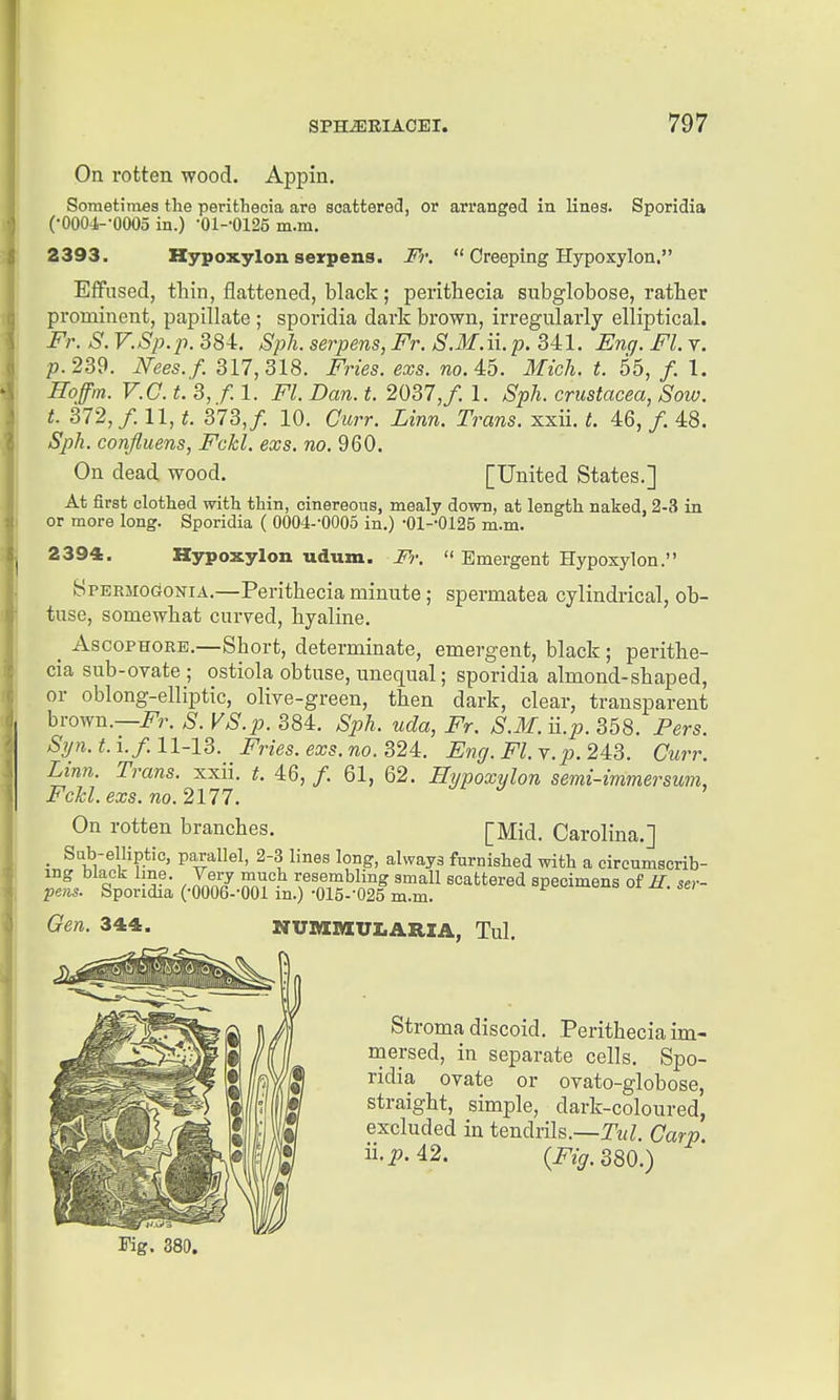 On rotten wood. Appin. Sometimes the perithecia are scattered, or arranged in lines. Sporidia (•000J,--0005 in.) •01--0125 m.m. 2393. Kypoxylon serpens. Fr.  Creeping Hypoxylon, Effused, fhin, flattened, black; perithecia subglobose, rather prominent, papillate ; sporidia dark brown, irregularly elliptical. Fr. S. V.Sp.p. 384. SpJi. serpens, Fr. S.M.ii.p. 341. Eng. Fl. v. p. 239. Nees.f. 317,318. Fries, exs. no.lh. Mich. t. 55, /. 1. Hoffm. V.C. t. 3, f. 1. Fl. Dan. t. 2037,/. 1. Sph. Crustacea, Sow. t. 372,/. 11, t. 373, f. 10. Curr. Linn. Trans, xxii. L 46, / 48. Sph. confluens, Fckl. exs. no. 960. On dead wood. [United States.] At first clothed with thin, cinereous, mealy down, at length naked, 2-3 in or more long. Sporidia ( 0004--000o in.) •01--0125 m.m. 2394. Hypoxylon udum. Fr.  Emergent Hypoxylon. Spekmogonia.—Perithecia minute; spermatea cylindrical, ob- tuse, somewhat curved, hyaline. _ AscoPHORE.—Short, determinate, emergent, black; perithe- cia sub-OTate ; ostiola obtuse, unequal; sporidia almond-shaped, or oblong-elliptic, olive-green, then dark, clear, transparent brown.—i^r. S. VS.p. 384. Sph. ucla, Fr. S.M. n.p. 358. Pers. Sijn.t.'i..f.ll-13. Fries, exs.no.32L Eng. Fl.Y.p.2i3. Curr. Linn. Trans, xxii. t. 46, /. 61, 62. Hypoxylon semi-immersum, Fckl. exs. no. 2177. On rotten branches. [Mid. Carolina.] • S'^,-e^,ljp.*'c> parallel, 2-3 lines long, always furnished with a circumscrib- ing black line. Very much resembling small scattered specimens of iZ. ser- pens. Sporidia (•0006--001 in.) •015--025 m.m. => ^. ^e; Gen. 344. NUMMUIARIA, Tul. Stroma discoid. Perithecia im- mersed, in separate cells. Spo- ridia ovate or ovato-globose, straight, simple, dark-coloured, excluded in tendrils.—Tul. Carp. ii.i?. 42. {Fig. 380.) Kg. 380.