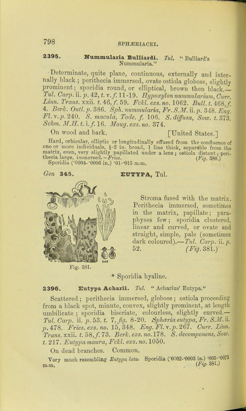 SPH^RIACEI. 2395. Nummulazia Bulliardi. Tul.  Bulliard's Nummularia. Determinate, quite piano, continuous, externally and inter- nally black ; perithecia immersed, ovate ostiola globose, slightly prominent; sporidia round, or elliptical, brown then black.— TuL Carp. ii. p. 42, t. v.f. 11 -19. Hypoxylon nummularium, Curr. Linn. Trans, xxii. t. 46,/. 59. FcJd. exs. no. 1062. Bull. t. 4G8,/. 4. Berk. Outl.p. 386. Sph. nummularia, Fr.S.M.ii.p. Si8. Eng Fl.r.p.24.0. S. macula, Tode. f. lOR. S. diffusa. Sow. 373. Schm. M.H. t. If. 16. Moug. exs. no. 374. On wood and bark. [United States.] Hard, orbicular, elliptic or longitudinally effused from the confluence of one or more individuals, i-2 in. broad, 1 line thick, separable from the matrix, even, very slightly papillated under a lens ; ostiola distant; peri- thecia large, immersed.-i^Vie*. (Fig. 280) Sporidia (•0004--0006 in.) •01--015 m.m. Gen 345. EUTYPA, Tul. Stroma fused with the matrix, Perithecia immersed, sometimes in the matrix, papillate; para- physes few; sporidia clustered, linear and curyed, or ovate and straight, simple, pale (sometimes dark coloured).—Tul. Carp. ii. p. 52. (Fig. 381.) Fig. 381. * Sporidia hyaline. 2396. Eutypa Achaxii. Tul.  Acharius' Eutypa. Scattered ; perithecia immersed, globose ; ostiola proceeding from a black spot, minute, convex, slightly prominent, at length umbilicate ; sporidia biseriate, colourless, slightly curved.— Tul. Carp. ii. p. 53. t. l,fig. 8-20. Sphceriaeutypa, Fr. S.M.il p. 4:78. Fries, exs.no. 15,34:8. Eng. Fl.Y.p.2%1. Curr. Linn. Trans, xxii. t. 58,/. 73. Berk. exs. no. 178. S. decomponens, Sow. t. 217. Eutypa maura, Fckl. exs. no. 1050. On dead branches. Common. Very much resembling Eutypa lata. Sporidia CO0O2--OOO3 in.) -OOS-'OOrS m.m. (-f'^- 381.)