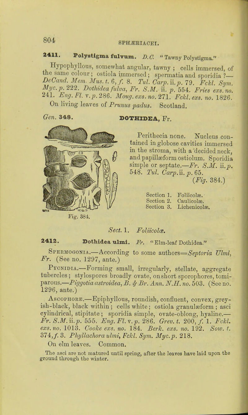 SPH^EIACEI. 2411. Poly stigma fulvum. B.C.  Tawny Polystigma. Hypophyllous, somewhat angular, tawny ; cells immersed, of the same colour; ostiola immersed ; spermatia and sporidia ?— DeCand. Mem. Mus.L 6,/. 8. Tul. Carp.ii.p. 79. Fckl. Sym Myc.p. 222. Dothidea fulva, Fr. S.M. ii. p. 554. Fries ex8.no. 241. Fng.Fl.Y.p.286. Move/, exs.no. 271. Fckl. exs.no. 1826. On living leaves of Prunus padus. Scotland. Gen. 348. DOTHIDEA, Fr. Perithecia none. Nucleus con- tained in globose cavities immersed in the stroma, with a 'decided neck, andpapillgeformostiolum. Sporidia simple or septate.—Fr. S.M. ii.p. 548. Tul. Carp.ii.p. 65. {Fig. 384.) Section 1. Foliicolae. Section 2. Caulicolae. Section 3. Lichenicolae. Sect. 1. Foliicolce. na—-'■■■iiiijni ' Vies Fig. 384. 2412. Dothidea ulmi. Fr.  Elm-leaf Dothidea. Spermogonia.—According to some authors=;S'ep<orta Ulmi, Fr. (See no. 1297, ante.) Pyonidia.—Forming small, irregularly, stellate, aggregate tubercles ; stylospores broadly ovate, on short sporophores, tomi- parous.—Piggotia astroidea, B. ^ Br. Ann. N.H. no. 503. (See no. 1296, ante.) AscoPHORE.—Epiphyllous, roundish, confluent, convex, grey- ish-black, black within ; cells white; ostiola granulseform ; asci cylindrical, stipitate ; sporidia simple, ovate-oblong, hyaline.— Fr.S.M.W.p. 555. Eng.Fl.Y.p. 286. Grev.t. 200,/. 1. Fckl. exs.no. 1013. Cooke exs. no. 184. Berk. exs. no. 192. Sow. f. 374:, f. 3. Phyllachora ulmi, Fckl. Sym. Myc.p. 218. On elm leaves. Common. The asci are not matured until spring, after the leaves have laid upon the ground through the winter.