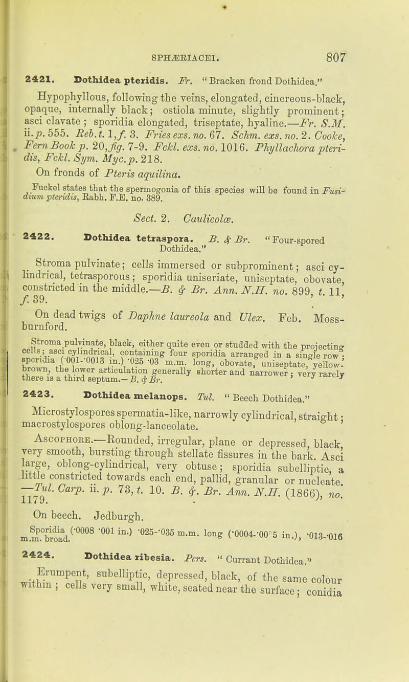 2421. Dothidea pteridis. Fi:  Bracken frond Dothidea. Hypophyllous, following the veins, elongated, cinereous-black, opaque, internally black; ostiola minute, slightly prominent; asci clavate ; sporidia elongated, triseptate, hyaline.—Fr. S.M. ii.p. 555. Reb. 1.1,/. 3. Fries exs. no. 67. Schm. exs. no. 2. Coohe, Fern Book p. 20,jig. 7-9. Fckl. exs. no. 1016. Phyllachora pteri- dis, Fckl. Sym. Myc.p. 218. On fronds of Pteris aquilina. Fuckel states that the spermogonia of this species will be found in Fusi- dium pteiidis, Rabh. F.E. no. 389. Sect. 2. Caulicolce. 2422. Dothidea tetiraspoira. B. ^-Br. Four-spored Dothidea. Stroma pulvinate; cells immersed or subprominent; asci cy- Imdrical, tetrasporous; sporidia uniseriate, uniseptate, obovate constricted in the middle.—^. ^ Br. Ann. N.H. no. 899, t. ll' /. 39. ' ' On dead twigs of Daphne laureola and Ulex. Feb. Moss- burnford. Stroma pulvinate, black, either quite even or studded with the proiectins cells ; asci cylmdrica , containing four sporidia arranged in a single row • h^™ %f V-^-V??^ ■'^^ l-^^' obovate, uniseptate.^elC: brown, the lower articulation generally shorter and narrower: very rarely there is a third septum.—B. ^ Br. ^a^cij. 2423. Dothidea melanops. Tul.  Beech Dothidea. Microstylosporesspermatia-like, narrowly cylindrical, straight • macrostylospores oblong-lanceolate. ' AscoPHOEE.—Bounded, irregular, plane or depressed, black very smooth, bursting through stellate fissures in the bark Asci large, oblong-cylmdrical, very obtuse; sporidia subelliptic, a little constricted towards each end, pallid, granular or nucleate. —Tul. Carp. n.p. 73, t. 10. B. ^. Br. Ann. N.H. (1866), no. On beech. Jedburgh. in.KroiV'°°°® ■''''•^ •025--035 m.m. long (•0004.-00^5 in.), •013--016 2424. Dothidea ribesia. Pers.  Currant Dothidea. Erumpent, subelliptic, depressed, black, of the same colour withm; cells very small, white, seated near the surface; conidia