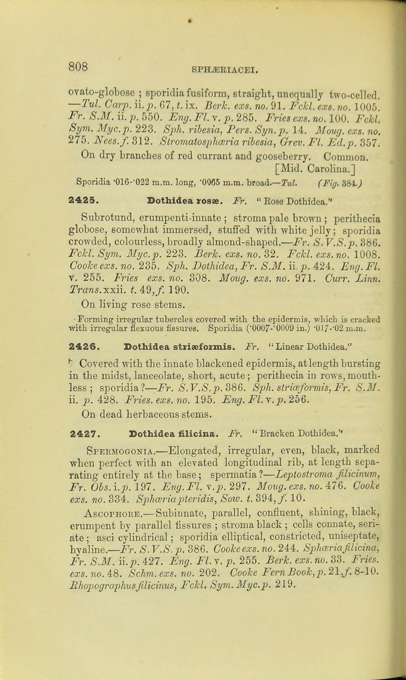 ovato-globose ; sporidia fusiform, straight, unequally two-celled. —Tul. Carp. n.p. G7, t. ix. Berk. exs. no. 91. Fc/cl. exs. no. 1005. Fr. S.M. ii. p. 550. Eng. Fl. v. p. 285. Fries exs. no. 100. Fckl. Syvi. Myc.p. 223. Sj^h. ribesia, Pers. Syn.p. 14. Moug. exs. no. 275. Nees. f. 312. Stroviatosphcerta ribesia, Grev. Fl. Ed.p. 357, On dry branches of red currant and gooseberry. Common. [Mid. Carolina.] Sporidia •016--022 m.m. long, '0065 in.m. broad.—Twi. (Fig. 2425. Dothidea rosae. Fr.  Eose Dothidea. Subrotund, erumpenti-innate ; stroma pale brown; peritbecia globose, somewhat immersed, stuffed with white jelly; sporidia crowded, colourless, broadly almond-shaped.—Fr. S. V.S.p. 386. Fcld. Sym. Myc.p. 223. Berk. exs. no. 32. Fckl. exs.no. 1008. Cooke exs. no. 235. Sph. Dothidea, Fr. S.M. ii. p. 424. Eng.Fl. V. 255. Fries exs. no. 308. Moug. exs. no. 971. Curr. Linn. Trans.xx.ii. t 49,/. 190. On living rose stems. ■ Formiiig irregular tubercles covered witb the epidermis, which is cracked with irregular flexuous fissures. Sporidia ('OOOZ-'OOOQ in.) •017-'02 m.m. 2426. Dothidea stzisefozmis. Fr.  Linear Dotbidea. ^ Covered with the innate blackened epidermis, atlength bursting in the midst, lanceolate, short, acute ; peritbecia in rows, mouth- less ; sporidia?—Fr. S. V.S.p. 886. Sph. stri(Bformis, Fr. S.M. ii. p. 428. Fries.exs.no. 195. Eng. Fl.\.p.256. On dead herbaceous stems. 2427. Dothidea filicina. F>:  Bracken Dotbidea.'' Speemogonia.—Elongated, irregular, even, black, marked when perfect with an elevated longitudinal rib, at length sepa- rating entirely at the base; speimatia ?—Leptostroma Jilicinum, Fr. Obs.i.p. 197. Eng.Fl. \.p. 297. Moug. exs. no. A76. Cooke exs. no. 334. Sphairiai^teridiSy Sow. t. 394,/. 10. AscoPHORE.—Subinnate, parallel, confluent, shining, black, erumpent by parallel tissures ; stroma black ; cells connate, seri- ate ; asci cylindrical; sporidia elliptical, constricted, uniseptate, hyaline.—Fr. S. V.S.p. 386. Cooke exs. no. 244. Spha^ria filicina, Fr. S.M. ii.p. 427. Eng. Fl.Y. p. 255. Berk, exs.no. 33. Fries, exs. no. 48. Schm. exs. no. 202. Cooke Fern Book,p. 21/. 8-10. Rhojiographusfilicinus, Fckl. Sym. Myc.p. 219.