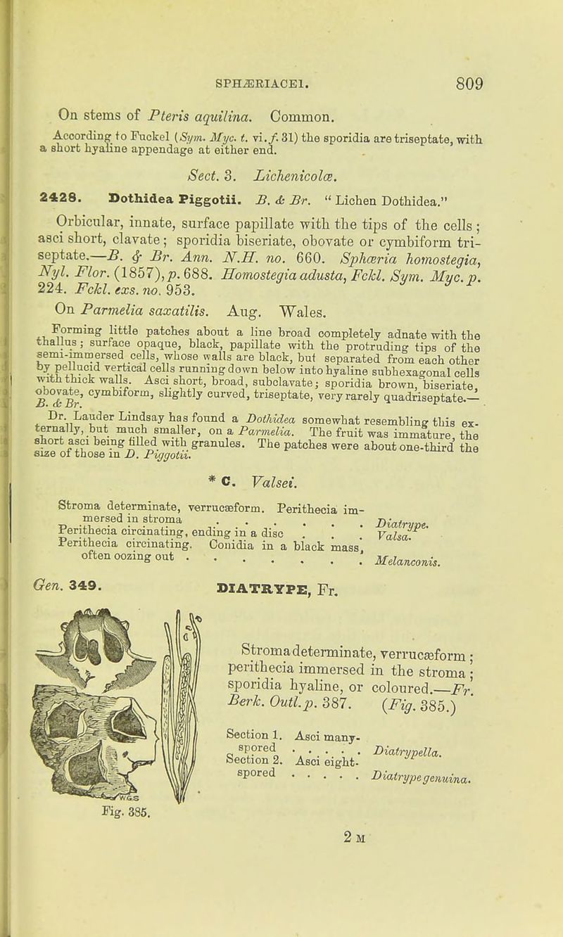 On stems of Pteris aquilina. Common. According to Fuckel {Sym. Myc. t. vi./. 31) the sporidia are triseptate, with a short hyaline appendage at either end. Sect. 3. Lichenicola. 2428. Dothidea Piggotii. B. d: Br.  Lichen Dothidea. Orbicular, innate, surface pajDillate with the tips of the cells ; asci short, clavate; sporidia biseriate, obovate or cymbiform tri- septate.—5. ^ Br. Ann. N.H. no. 660. Sphoeria homostegia, Nyl. Flor. (1857), jo. 688. Homostegia adusta, FcU. Svm. Myc. v. 224. Fckl. exs. 7io. 953. On Parmelia saxatilis. Aug. Wales. Forming little patches about a line broad completely adnate with the thallus ; surface opaque, black, papillate with the protruding tips of the semi-immersed cells, whose walls are black, but separated from each other by pellucid vertical cells running down below into hyaline subhexagonal cells with thick walls. Asci short, broad, subclavate; sporidia brown, biseriate B°TBr shghtly curved, triseptate, very rarely quadriseptate.- Dr Lauder Lindsay has found a BotJiidea somewhat resemblins this ex- ternally, but much smaller, on a Parmelia. The fruit was immature, the short asci being failed with granules. The patches were about one-third the size ot those in D. Ptggotu. * C. Valsei, Stroma determinate, v€irrucaeform. Perithecia im- mersed in stroma .... Perithecia circinating, ending in a disc .* ! Perithecia circinating. Conidia in a black mass' often oozing out Gen. 349 IHATRYPE, Fr. Diatrype. Valsa. Melanconis. Stroma determinate, verruciform • perithecia immersed in the stroma '• sporidia hyaline, or coloured.—Fr Berk.Outlp.m. (Fig. 385) ci many- Section 1. Asi spored Section 2. Asci eight-* spored Diatrypella. Diatrypegeiiuina. Fig. 385. 2m