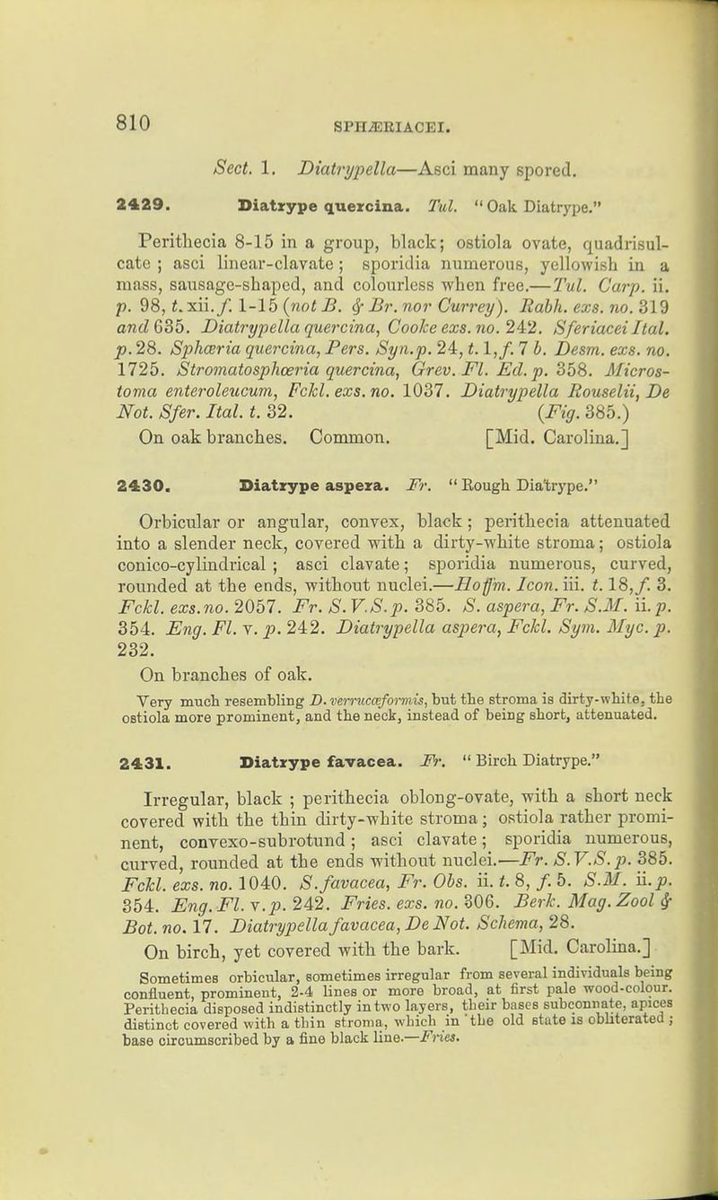 Sect. 1, Diatrypella—Asci many spored. 2429. Diatirype quezcina. Tul.  Oak Diatrype. Perithecia 8-15 in a group, black; ostiola ovate, quadrisul- cato ; asci linear-clavate; sporidia numerous, yellowish in a mass, sausage-shaped, and colourless when free.—Tul. Carp. ii. p. 98, i.xii./. \-\b{not B. ^ Br. nor Currey). Eabh. exs. no. 319 and GS5. Diatrypella quercina, Cooke exs. 7io. 24:2. SferiaceiItal. p. 28. Sphceria quercina, Pers. Syn.p. 24, t. l,f. 7 b. Desm. exs. no. 1725. Stromatosphceria quercina, Grev. Fl. Ed. p. 368. Micros- toma enteroleucum, Fckl. exs.no. 1037. Diatrypella Rouselii, De Not. Sfer. Ital. t. 32. {Fig. 385.) On oak branches. Common. [Mid. Carolina.] 2430. Diatrype aspera. Fr.  Rough Dia'trype. Orbicular or angular, convex, black; j)erithecia attenuated into a slender neck, covered with a dirty-white stroma; ostiola conico-cylindrical ; asci clavate; sporidia numerous, curved, rounded at the ends, without nuclei.—Hofm. Icoji.iii. 1.18,/. 3. Fckl. exs.710. 2057. Fr. S.V.S.p. 385. S. aspera, Fr. S.M. Hp. 354. Eng. Fl. v. p. 242. Diatrypella aspera, Fckl. Sym. Myc. p. 232. On branches of oak. Very much resembling D.verrucmformis, but the stroma is dirty-white, the ostiola more prominent, and the neck, instead of being short, attenuated. 2431. Diatxype favacea. IV.  Birch Diatrype. Irregular, black ; perithecia oblong-ovate, with a short neck covered with the thin dirty-white stroma; ostiola rather promi- nent, convexo-subrotund ; asci clavate; sporidia numerous, curved, rounded at the ends without nuclei.—Fr. S.V.S.p. 385. Fckl. exs. no. 1040. S.favacea, Fr. Ohs. ii. t. 8, /. 5. S.M. n.p. 354. Eng. Fl. v.p. 242. Fries, exs. no. 306. Berk. Mag. Zool ^ Bot. no. 17. Diatrypella favacea, DeNot. Schema, 28. On birch, yet covered with the bark. [Mid. Carolina.] Sometimes orbicular, sometimes irregular from several individuals being confluent, prominent, 2-4 lines or more broad, at first pale wood-colour. Perithecia disposed indistinctly in two layers, their bases subconuate, apices distinct covered with a thin stroma, which in the old state is obhterated ; base circumscribed by a fine black line.—Fries.