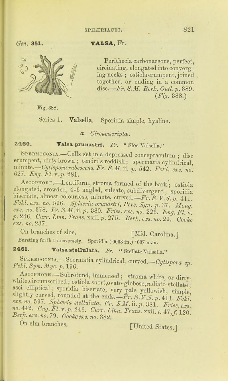 Gen. 351. VALSA, Fr. Perithecia carbonaceous, perfect, circinating, elongated into converg- ing necks ; ostiola erumpent, joined together, or ending in a common dLi&c—Fr.S.M. Berk. Outl.p. 389. {Fig. 388.) Fig. 388. Series 1. Valsella, Sporidia simple, hyaline. a. Circwmscriptce. 2460. Talsa prunastri. Fr.  Sloe Valsella. Spermogonia.—Cells set in a depressed conceptaculnm ; disc erumpent, dirty brown ; tendrils reddish ; spermatia cylindrical, wmute.—Ci/tispora rubescens, Fr. S.M. ii. p. 542. Fckl exs no 627. Eng. Fl.Y..p. 281. AscopHORE.—Lentiform, stroma formed of the bark'; ostiola elongated, crowded, 4-6 angled, sulcata, subdivergent; sporidia biseriate, almost colourless, minute, curved.—Fr. S.V.S.p. 411. Fckl. exs. no. 596. Sphceriaprunastri, Pers. Syn p 37* Mouq exs. no. 2,18. Fr.S.M.ii.p. 380. Fries, exs. no. 226. Eng.Fl. y p. 246. Curr. Linn. Trans, xxii.p. 275. Berk. exs. no. 29. Cooke exs. no. 237. On branches of sloe. [Mid. Carolina.] Bursting forth transversely. Sporidia (-0003 in.) -007 m.m. 2461. Valsa stellulata. Fr.  Stellate Valsella. Spermogonia.—Spermatia cyhndrical, cmY^d^.—Cytispora sp. Fckl. Sym.Myc. p.l9Q. ^ AscoPHORE.--Subrotund, immersed ; stroma white, or dirty- white,circumscribed; ostiola sLort,ovato-globose,radiato-stellate • asci elliptical; sporidia biseriate, very pale yellowish, simple' slightly curved, rounded at the ends.—i^r. S.V.S p 411 Fohl exs.no 597. Splmria stellulata, Fr. S.M.ii.p. 381. Fries exs no. 442. Eng.Fl.Y.p.2^Q. Curr. Linn. Trans, ^^i. til f UO Berk. exs. no.19. Cookeexs.no. B82. U-^^^. On elm branches. [United States.]