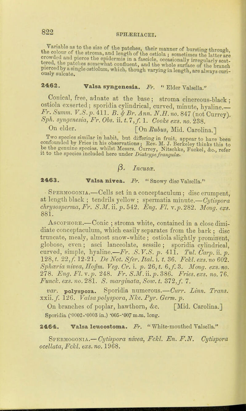 SPH^RIACEI. +1,1^1^ /.i °^ patches, their manner of bursting throuKh. Sovvrli?l n7l ''^ir''' •'^'^ ^'^^^'^ ^'^'^ ^^'--^; sometimes the latterire tlr J^ S ''^J^'r''^ epidermis in a fascicle, occasionally irregularly scat- r>1It„: IK somewhat confluent, and the whole surface of the branch ously sutto though varying in length, are always curi- 2462. Valsa syngenesia. Fr.  Elder Valsella. Conical, free, adnate at the base; stroma cinereous-black; ostiola exserted ; sporidia cylindrical, curved, minute, hyaline, Fr. Summ. V.S.p. 411. B. ^ Br. Ann. N.H.no. 847 (not Currey). Sph. syngenesia, Fr. Obs. ii. t. 7,/. 1. Cooke exs. no. 238. On elder. [On i?MiMs, Mid. Carolina.] Two species similar in habit, but differing in fruit, appear to have been confounded by Fries m his observations; Eev. M. J. Berkeley thinks this to be the genuine specias, whilst Messrs. Currey, Nitschke, Puckel, &c., refer it to the species included here under Diatrypefrangula. /3. Incusce. 2463. Valsanivea. Fr.  Snowy disc Valsella. • Spermogonia.—Cells set in a conceptaculum; disc erumpent, at length black ; tendrils yellow ; spermatia minute.—Cytispora chrysosperina,Fr. S.M.ii. p.bi2. Eng. Fl. v.p.282. Moug. exs. 881. AscoPHORE.—Conic ; stroma white, contained in a close dimi- diate conceptaculum, which easily separates from the bark ; disc truncate, mealy, almost snow-white ; ostiola slightly prominent, globose, even; asci lanceolate, sessile; sporidia cylindrical, curved, simple, hyaline.—Fr. S.V.S. p. 411. Tul. Carp. ii. p. 128, t. 22,/. 12-21. De Not. Sfer. Ital. i. t. 36. Fchl. exs. no 602. SphcBria nivea, Hoffm. Veg. Cr. i. p. 26, t. 6,f. 3. Moug. exs. no. 278. Eng. Fl. y.p. 248. Fr. S.M. ii.p. 386. Fries, exs. no. 76. Funch. exs. no. 281. S. marginata, Sow. t. B72,f. 7. var. polyspoxa. Sporidia numerous.—Curr. Linn. Trans. xxii./. 126. Valsapolyspora, Nke. Pyr. Germ. p. On branches of poplar, hawthorn, &c. [Mid. Carolina.] Sporidia ('0002--0003 in.) •005--007m.m. long. 2464. Valsa leucostoma. Fr.  White-mouthed Valsella. Speemogonia.— Cytispora nivea, Fchl. En. F.N. Cytispora ocellata, Fchl. exs. no. 1968.