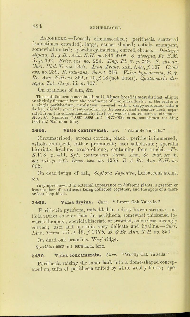 SPH^RIACEI. AsoopHORE.—Loosely circumscribed; perithecia scattered (sometimes crowded), large, saucer-shaped; ostiola erumpent, somewhat united; sporidiacylindrical, curved,obtuse.—Diatrype stipata, B. ^ Br. Ann. N.IL no. 843-970*. S. dissepta, Fr. S.M. ii. p. 392. Fries, exs. no. 224. Eng. Fl. v. p. 249. S. stipata, Curr. Phil. Trans. 1857. Linn. Trans, xxii. t. 49, /. 197. Cooke exs. no. 239. S. satur nus, Sow. t. 216. Valsa hypodermia, B,^. Br. Ann. N.H. no. 862,1.10,/. 18 (not Fries). Quaternaria dis- septa, Tul. Carp. iii. p. 107. ' On branches of elm, &c. The scutellsBform conceptaculum 1^-2 lines broad is most distincb, elliptic or slightly flexuous from the confluence of two individuals; in the centre is a single perithecium, rarely two, covered with a dingy substance with a darker, slightly prominent ostiolum in the centre, and a slender npck, sepa- rated from the conceptaculum by the loose wood-coloured cortical stroma.— M.J.B. Sporidia (•0007-'0009 in.) •0177-'022 m.m., sometimes reaching (•OOi in.) -025 m.m. long. 2468. Valsa contiro-versa. Fr.  Variable Valsella. Circumscribed ; stroma cortical, black ; perithecia immersed ; ostiola erumpent, rather prominent; asci subclavate ; sporidia biseriate, hyaline, oyato-oblong, containing four nuclei.—Fr. S.V.S. p. 411. Sph. controversa, Desm. Ann, Sc. Nat. ser. ii. vol. xvii.p. 102. Desm. exs. no. 1255. B. ^ Br, Ann. N,H. no, 602. On dead twigs of ash, Sophora Japonica, herbaceous stems, &c. Varying somewhat in external appearance on different plants, a greater or less number of perithecia being collected together, and the spots of a more or less deep-black. 2469. Valsa dryina. Curr,  Brown Oak ValseUa. Perithecia pyriform, imbedded in a dirty-brown stroma ; os- tiola rather shorter than the perithecia, somewhat thickened to- wards the apex ; sporidia biseriate or crowded, colourless, strongly curved; asci and sporidia very delicate and hyaline.— Curr. Linn. Trans, xxii. t. 48, /. 135 J. B. ^ Br. Ann. N.H, no, 850. On dead oak branches. Weybridge. Sporidia (-0003 in.) -0076 m.m. long. 2470. Valsa concamerata. Oiirr.  Woolly Oak Valsella. Perithecia raising the inner bark into a dome-shaped concep- taculum, tufts of perithecia united by white woolly fibres; spo-