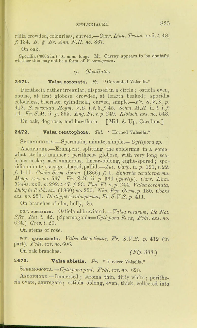 ridia crowded, colourless, curved.—Gurr. Linn. Trans, xxii. t. 48, /. 134. B. cj- Br. Ann. N.H. no. 867. On oak. Sporidia (0004 in.) 01 m.m. long. Mr. Carrey appears to be doubtful whether this may not be a form of V. ceraiophora, y. Ohvallatce. 2171. Valsa coxonata. Fr.  Coronated Valsella. Perithecia rather irregular, disposed in a circle ; ostiola even, obtuse, at first globose, crowded, at length beaked; sporidia colourless, biseriate, cylindrical, curved, simple.—Fr. S.V.S. p. 412. S. coronata, Hoffm. V.G. i. t. 5,/. 45. Schm. M.H. ii. t. If. 14. Fr.S.M.ii.p.3d5. Eng. Fl.Y.p.2l2. Klotsch. exs. no. 54:3. On oak, dog rose, and hawthorn, [Mid. & Up. Carolina.] 2472. Valsa cexatophoza. Tid.  Horned Valsella, Spermogostia.—Spermatia, minute, simple. — Cytispora sp. AscoPHORE.—Erumpent, splitting the epidermis in a some- what stellate manner ; perithecia globose, with very long sca- brous necks; asci numerous, linear-oblong, eight-spored; spo- ridia minute, sausage-shaped, pallid.—Tul. Carp. ii.p. 191, ^. 22, /. 1-11. Cooke Seem. Journ. (1866) /. 1. Sphceria ceratosperma, Mouff. exs. no. 567. Fr. S.M. ii. p. 364 {partly). Curr. Linn. Trans, xxii. p. 292, t. 47, /. 93. Eng. Fl. v.p. 244. Valsa coronata, DubyinRabh. exs. (I860) no. 250. Nke. Pyr. Germ.p. 180. Cooks exs. no. 251. Diatrype ceratosperma, Fr. S. V.S. ^.411. On branches of elm, holly, &e. var. zosarum. Ostiola abbreviated.— Valsa rosarum, De Not. Sfer. Ital.t. 42. (Sperraogonia= (Tyizspom i2o5«, Fckl. exs.no. 624.) Grev. t. 20. On stems of rose. var. quezcicola. Valsa decorticans, Fr. S.V.S. p. 412 (in part). Fckl. exs. no. 606. On oak branches. (Fig. 388.) ^473. Valsa abietis. Fr.  Fir-tree Valsella. BpEuyioaomA.=Gytisporapini. Fckl. exs.no. 023. AscoPHORE.—Immersed ; stroma thin, dirty white; perithe- cia ovate, aggregate; ostiola oblong, even, thick, collected into