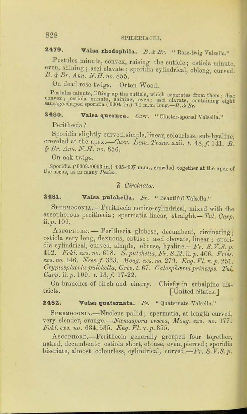 SPIIiERIACEI. 2479. Valsa irhodophila. JB.dsBr.  Rose-twig Valsella. Pustules minute, convex, raising the cuticle; ostiola minute cv-en, shinmg; asci clavate ; sporidia cylindrical, oblong, curved' On dead rose twigs. Orton Wood. Pustules minute, lifting up the cuticle, which separates from them • disc convex ; ostiola minute, shining, even; asci clavate, containing eight sausage-shaped sporidia ( 0004 in.; -01 m.m. long.—fi. di Br. 2480. Valsa quernea. Curr.  Cluster-spored Valsella. Peritliecia ? Sporidia slightly curved, simple, linear, colourless, sub-hyaline, crowded at the apex.—Curr. Linn. Trans, xxii. t. 48,/. 141 B ^ Br. Ann. N.H. no. 856. On oak twigs. Sporidia (•00n2--0003 in.) •005--007 m.m., crowded together at the apex of the ascus, as in many Pezizos. S CircinatcB. 2481. Valsa pulchella. Fr,  Beautiful Valsella. Spermogokia.—Perithecia conico-cylindrical, mixed with the ascophorous perithecia; spermatia linear, straight.—TuZ, Car». ii.p.l09. AscoPHOEE. — Perithecia globose, decumbent, circinating; ostiola very long, flexuous, obtuse ; asci obovate, linear ; spori- dia cylindrical, curved, simple, obtuse, hyaline.—Fr. S.V.S.p. 412. Fckl. exs.no. 618. S.pulchella, Fr. S.M.ii.p. 4.06. Fries. exs.no.l4:Q. Nees.f. 333. Moug. exs.no. 219). Eng. Fl.y.p. 251. Cryptosphceria pulchella, Grev. t. 67. Calosphceriaprinceps. Tuk Carp. ilp. 109. t. 13, f. 17-22. On branches of birch and cherry. Chiefly in subalpine dis- tricts. [United States.] 2482. Valsa quaternata. Fr.  Quaternate Valsella. Spermogokia.—Nucleus pallid ; spermatia, at length curved, very slender, orange.—Ncemaspora crocea, Moug. exs. no. 177. Fckl. exs. no. 634, 635. Eng. Fl. v.p. 355. Ascophore.—Perithecia generally grouped four together, naked, decumbent; ostiola short, obtuse, even, pierced; sporidia biseriate, almost colourless, cylindrical, curved.—Fr. S.V.S.p.