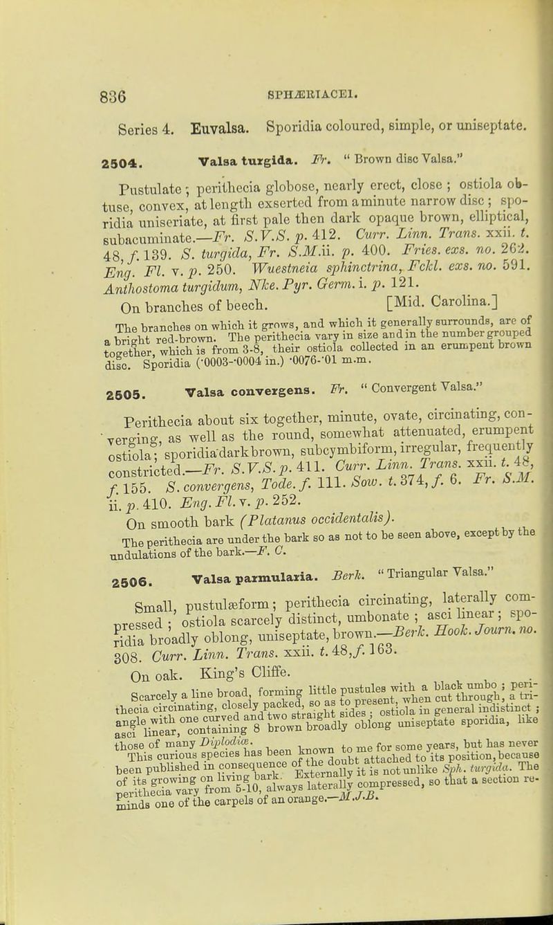 Series 4. Euvalsa. Sporidia coloured, simple, or uniBeptate. 2504s. Valsa turgida. Fr.  Brown disc ValBa. Pustulate ; pcriiliecia globose, nearly erect, close ; ostiola ob- tuse convex, at length exserted fromaminute narrow disc ; spo- ridia uniseriate, at first pale then dark opaque brown, elliptical, Bubacuminate.—Fr. S.V.S. f. 412. Cutt. Linn. Trans, xxn t. 48 /. 139. 'S'. turcjida, Fr. S.M.n. V- 400. Fries, exs. no. 202. Eng. Fl. r.p. 250. Wuestneia sphinctrina, Fclcl. exs. no. 591. Anthostoma turgidum, Nice. Pyr. Germ. i. p. 121. On branches of beech. [Mid. Carolina.] The branches on which it grows, and which it generally surrounds, are of a bright red-brown. The perithecia vary in size aii d in the number grouped toSer which is from 3-8, their ostiola coUected in an erumpent brown difo. Sporidia (-0003-0004 in.) •0076--01 m.m. 2505. Valsa convergens. Fr.  Convergent Valsa. Perithecia about six together, minute, ovate, circinating, con- verging, as well as the round, somewhat attenuated, erumpent Istiola; sporidiadarkbrown, subcymbiform, irregular, frequently ^onstricted.-i^r. S.V.S.p. 411. i- f--' '-'^ f. 155. S. convergens, Tode.f. 111. Soio. t. 374,/. 6. Fr. S.M. ii.p.410. Eng.Fl.Y. p-252. On smooth bark (Platanus occidentalis). The perithecia are under the bark so as not to be seen above, except by the undulations of the bark.—i^. C. 2506. Valsa parmularia. Berk.  Triangular Valsa. Small, pustul^form; perithecia circinating, laterally com- ^ress^d • ostiola scarcely distinct, umbonate ; asci linear ; spo- S broadly oblong, unfseptate, brown.-i^.r/c. HooLJourn.no. 308. Curr. Linn. Trans, xxii. i. 4S,/. ibd. On oak. King's Cliffe. Scarcely a line broad forming ^^^^^^ P^-tnt^^^^^^^ thecia circinating, t=l°/ely packed so as P ^.^^^J^Xin general indistinct ; L^cfiinSr— ^^-p'^*« X^ifcuX^siSShas been tthX^p^^^^^^^^^^^ been published - consequence o| ^1^;^^^°^^^^^^^^ S^h. turgid.. The minds one of the carpels of an orange.-i/.^-i^-