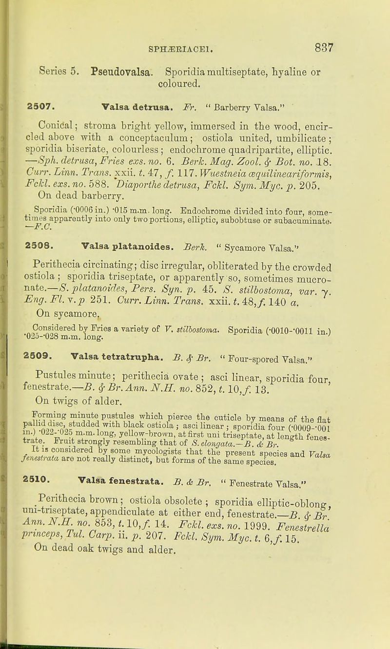Series 5. Pseudovalsa. Sporidiamiiltiseptate, hyaline or coloured. 2507. Valsa detrusa. Fr.  Barberry Valsa. ' Conical; stroma bright yellow, immersed in the wood, encir- cled above with a conceptaculum; ostiola united, umbilicate ; sporidia biseriate, colourless; endochrome quadripartite, elliptic. —Sph. detrusa, Fries exs. no. 6. Berh. Mag. Zool. ^ Bot. no. 18. Curr. Linn. Trans, xxii. t. 47, /. 117. Wuestneia cequilineariformis, Fckl. exs. no. 588. 'Diaporthe detrusa, FcU. Sym. Myc. p. 205. On dead barberry. _ Sporidia (-0006 in.) -015 m.m. long. EndocHrome divided into four, some- times apparently into only two portions, elliptic, subobtuse or subacuminate. ^F.C. 2508. Valsa platanoides. Berk.  Sycamore Valsa. Perithecia circinating; disc irregular, obliterated by the crowded ostiola ; sporidia triseptate, or apparently so, sometimes mucro- u&te.—S. platanoides, Pers. Syn. p. 45. S. stilbostoma, var. y. Eng. Fl. Y.p 251. Curr. Linn. Trans, xxii. t. 48,/. 140 a. On sycamore. Considered by Fries a variety of V. stilbostoma. Sporidia (-OOlO-'OOll in ) ■025-*028 m.m. long. 2509. Valsa tetratrupha. B. 4- Br.  Four-spored Valsa. Pustules minute; perithecia ovate ; asci linear, sporidia four fenestrate.—5. ^ Br. Ann. N.H. no. 852,1.10, f. 13. ' On twigs of alder. Forming minute pustules which pierce the cuticle by means of the flat P n:,o''nS^*'''^^^'l ^'^^f''^ asci linear ; sporidia four (•0009--001 m.) 022- 025 m.m. long, yellow-brown, at first uni triseptate, at length fenes- trate. Fruit strongly resembling that of S. elongata.-B. & Br. it IS considered by some mycologists that the present species and Valsa fenestrata are not really distinct, but forms of the same species. 2510. Valsa fenestrata. B. tfc Br.  Fenestrate Valsa. Perithecia brown; ostiola obsolete ; sporidia elliptic-oblone um-tnseptate, appendiculate at either end, fenestrate.—5 A- Br' Ann. N.IL no. 853, t 10,/. 14. FcJcl. exs. no. 1999. Feneslella princeps, Tul. Carp. 11. p. 207. Fckl. Sym. Myc. t. 6,/. 15. On dead oak twigs and alder.