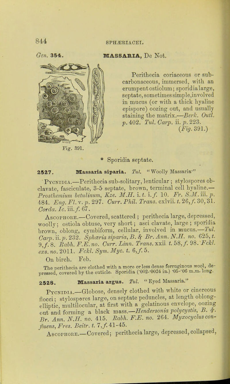 Gen. 354. MASS ARIA, De Not. Perithecia coriaceous or sub- carbonaceous, immersed, with an erumpentostiolum; sporidialarge, septate, sometimes simple,involved in mucus (or witb a thick hyaline epispore) oozing out, and usually staining the matrix.—Berk. Outl. p. 402. Tul. Carp. ii. p. 223. {Fig. 391.) * Sporidia septate. 2527. Massaria siparia. Tul. Woolly Massaria- ■ Pycnidia.—Perithecia sub-solitary, lenticular ; stylospores ob- clavate, fasciculate, 3-5 septate, brown, terminal cell hyaline.— Prosthemium betulinum, Kze. M.H. i. t. i.f. 10. F7\ S.31. in. p. 484. Eng. Fl. v. p. 297. Curr. Phil. Trans, cxlvii. t. 26,/. 30,31. Corcla. Ic. iii./. 67. AscoPHORE.—Covered, scattered ; perithecia large, depressed, woolly; ostiola obtuse, very short; asci clavate, large ; sporidia brown, oblong, cymbiform, cellular, involved in mucus.—Tul. Carp.n.p. 232. Sphceria sijjaria, B. 8; Br. Ann. N.H. no. 625, t. 9,/. 8. Babh. F.E. no. Curr. Linn. Trans, xxii t. 58,/. 98. FcJcl. exs. no. 2011. Fckl. Sym. Myc. t. 6,/. 5. On birch. Feb. The perithecia are clothed with a more or less dense ferruginous wool, de- pressed, covered by the cuticle. Sporidia (•002--0024 in.) -OS-'OG m.m. long. 2528. Massaria argus. Ihil. Eyed Massaria. Pycnidia.—Globose, densely clothed with white or cinereous flocci; stylospores large, on septate peduncles, at length oblong- elliptic, multilocular, at first with a gelatinous envelope, oozmg out and forming a black voass.—Hendersonia polycystis, B. ^. Br. Ann. N.H. no. 415. Rabh. F.E. no. 264. Myxocyclus con- Jluens,Fres. Beitr. t. 7,/. 41-45. AscoPHORE.—Covered; perithecia large, depressed, collapsed, Pig. 391.