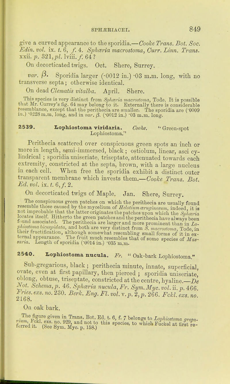 give a cnrved appearance to the sporidia.—Coohe Trans. Bot. Soc. Edin. vol. ix. t. 6, /. 4. Sphceria macrostoma, Curr. Linn. Trans. xxii. p. S21,pl. Iviii./. 64? On decorticated twigs, Oct, Shere, Surrey. var. /3. Sporidia larger (-0012 in.) -03 m.m. long, with no transverse septa; otherwise identical. On dead Clematis vitalha. April. Shere, This species is very distinct from Sphceria macrostoma, Tode. It is possible that Mr. Currey's fig. 64 may belong to it. Externally there is considerable resemblance, except that the perithecia are smaller. The sporidia are ('0009 ill.) -0228m.m. long, and in var. j3. ('0012 in.) -03 m.m. long. 2539. Iiophiostoma vixidaxia. Coolie. '* Green-spot Lophiostoma. Perithecia scattered over conspicuous green spots an incli or more in length, semi-iuunersed, black ; ostiolum, linear, asci cy- lindrical ; sporidia uniseriate, triseptate, attenuated towards each extremity, constricted at the septa, brown, with a large nucleus in each cell. When free the sporidia exhibit a distinct outer transparent membrane which invests them,—Cooke Trans. Bot Ed.vol. ix.t.6,f.2. On decorticated twigs of Maple. Jan, Shere, Surrey, The conspicuous green patches on which the perithecia are usually found resemble those caused by the mycelium of Helotmmcsruginosum, indeed, it is not improbable that the latter originates the patches upon which the Sphceria locates itself. Hitherto the green patches and the perithecia have alwafs been tnund associated. The perithecia are larger and more prominent than in Lo- phiostoma bimspulata, and both are very distinct from ;S'. macrostoma, Tode in their fructification, although somewhat resembling small forms of it in ex- ternal appearance. The fruit much resembles that of some species of Mas- saria. Length of sporidia (-0014 in.) -035 m.m. 2540. lophiostoma nucula. Fr.  Oak-bark Lophiostoma. Sub-gregarious, black ; perithecia minute, innate, superficial, ovate, even at first papillary, then pierced ; sporidia uniseriate, oblong, obtuse, triseptate, constricted at the centre, hyaline.—Z)e Not. Schema,p. 46. Splmria nucula,Fr. Sym.Myc.vol.ii. p. AQQ Fries, exs. no. 230, Berk. Eng. Fl. vol. Y.p. 2, p. 266. Fckl. exs. no. 2 Loo. On oak bark. Wd^t'^-dre Sy°m''Syc?'p.T580 '° ^'^ ^^'^