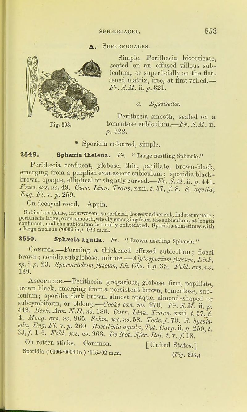 Fig. 393. SUPEEFICIALBS. Simple. Perithecia bicorticate, seated on an effused villous sub- iculum, or superficially on the flat- tened matrix, free, at first yeiled.— Fr. S.M. a. p. 321. a. ByssisedcE. Perithecia smooth, seated on a tomentose subiculum.—Fr. S.M. ii. p. 322. 2549. * Sporidia coloured, simple. Sphaeria thelena. Fr.  Large nestling Sphffiria, Perithecia confluent, globose, thin, papillate, brown-black, emerging from a purplish evanescent subiculum; sporidia black- brown, opaque, elliptical or slightly curved.—Fr. S.M. ii.p. 441. Fries, exs. no. 49. Curr. Linn. Trans, xxii. t. 57, f. 8. S. aauila. Fng.Fl.Y. p.269. On decayed wood. Appin. Subiculum dense, interwoven, superficial, loosely adherent, indeterminate • penthecia large even, smooth, wholly emerging from the subiculum, at length confluent, and the subiculum is totally obliterated. Sporidia sometimes with a large nucleus (-0009 m.)-022 m.m. 2550. Sphaeria aquila. !¥.  Brown nestling Sphjeria. CoNiDiA.—Forming a thickened effused subiculum; flocci brown; conidiasubglobose, mmnte.—Alytosporiumfuscum, Link sp.i.p.23. Sporotrichumfuscum,Lk.Obs.i.p.35. Fckl.exs.no. 139. AscoPHOEE.—Perithecia gregarious, globose, firm, papillate brown black, emergmg from a persistent brown, tomentose, sub- aculum; sporidia dark brown, almost opaque, almond-shaped or subcymbiform, or oblong.—Ooo^e exs. no. 270. Fr. S.M. ii p 442. Berk. Ann. N.H. no. 180. Curr. Linn. Trans, xxii. t.bl f. 4. Moug. exs. no. 965. Schm. exs.no.b^. Tode.f. 70 S byssis eda, Eng.Fl. Y.p. 260. Rosellinia aquila, Tul. Carp.ii.p 250 t 33, f. 1-6. Fckl. exs. no. 963. Be Not. Sfer.Ltal. t. v./. 18. ' On rotten sticks. Common. [United States.] Sporidia COOOe.-OOOS in.) •015--02 m.m. i^pig^ 393^)
