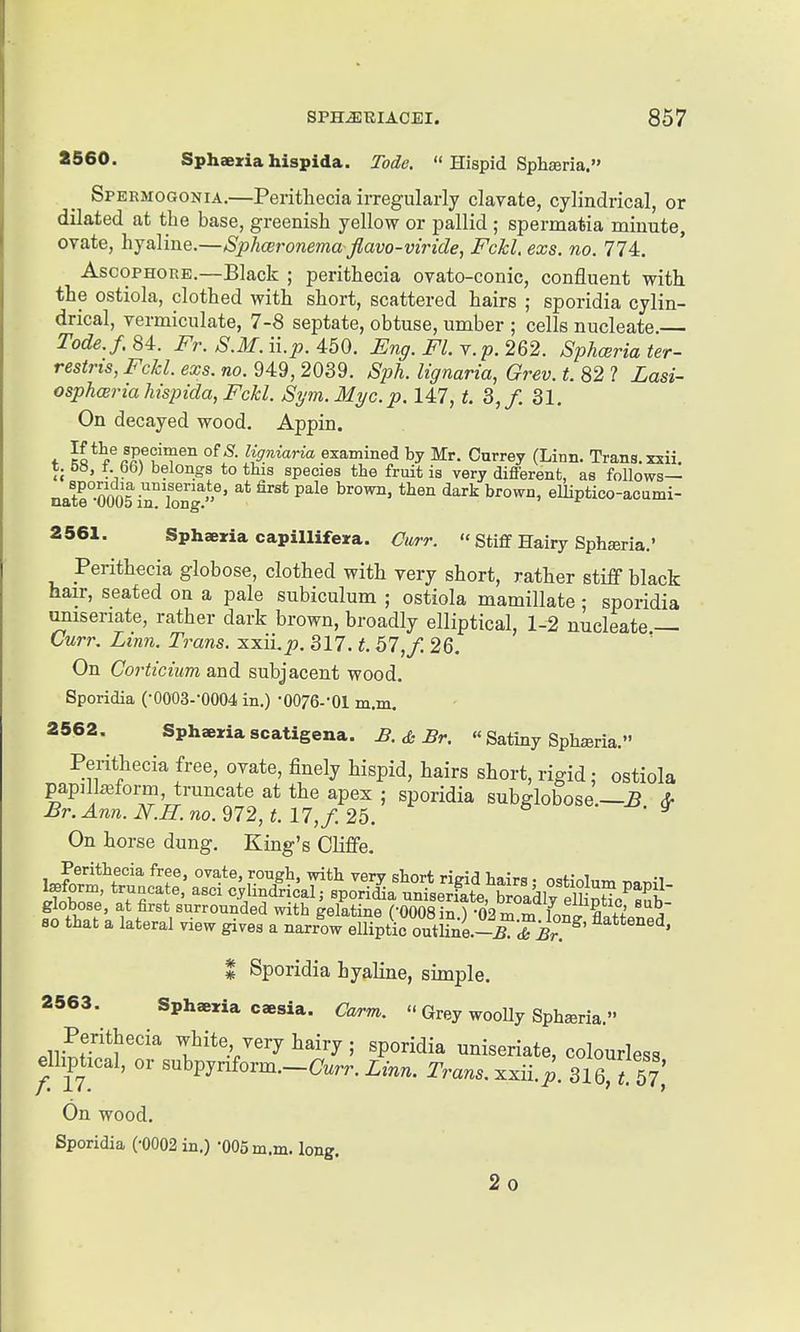 a560. Sphaexiahispida. Tode.  Hispid Sph^ria. Spermogonia.—Perithecia irregularly clayate, cylindrical, or dilated at the base, greenish yellow or pallid ; spermatia minute, ovate, hyaline.—Sphceronema fiavo-viride^ Fckl. exs. no. 774. AscoPHORE.—Black ; perithecia ovato-conic, confluent with the ostiola, clothed with short, scattered hairs ; sporidia cylin- drical, vermiculate, 7-8 septate, obtuse, umber ; cells nucleate. Tode.f. 84. Fr. S.M. Hp. 450. Eng. Fl. v. p. 262. Sphceria ter- restris, Fckl. exs. no. 949, 2039. Sph. lignaria, Grev. t. 82 ? Lasi- osphwria Jiispida, Fckl. Sym. Myc. p. 147, f. 3, /. 31. On decayed wood. Appin. ♦ H*^,?!?^'*^'®^ examined by Mr. Currey (Linn. Trans, xxii. t. 5», t. 66) belongs to this species the fruit is very different, as follows— natr-0005 iT I'ong ^^o^, then dark brown, elUptico-acami- 2561. Sphaeria capillifeira. Curr.  Stiff Hairy Sphsria.' Perithecia globose, clothed with very short, rather stiff black hair, seated on a pale subiculum ; ostiola mamillate; sporidia uniseriate, rather dark brown, broadly elliptical, 1-2 nucleate — Curr, Linn. Trans. xxii.p. 317. 57,/. 26. ' On Corticium and subjacent wood. Sporidia (•0003--0004 in.) •0076--01 m.m. 2562. Sphaeria scatigena. £. & Br. « Satiny Sphferia. Perithecia free, ovate, finely hispid, hairs short, rigid; ostiola papilteform truncate at the apex ; sporidia subglobose.—^ &■ Br. Ann. N.H. no. 972, t. 17, f. 25. On horse dung. King's Cliffe. Perithecia free, ovate, rough, with very short rigid hairs • ostiolnn, ,,ar,,-i SZ' '^ ^'^li^d^^fls ^VonL uniserx^ate, Kdly elSuc'^sub: S ' f ^^^ ^^l^ti'^^ (-0008 in.) •02m.m W Etenpd so that a lateral view gives a narrow elliptic outline.-^. TbT fattened, I Sporidia hyaline, simple. 2563. Sphaeria caesia. Cm-rrv.  Grey wooUy Sph^ria. Perithecia white very hairy ; sporidia uniseriate, colourless elhphcal, or subpy^form._C^.rr. Zm«. Tm^^.. xxii.;. 316!^r57; On wood. Sporidia (-0002 in.) -005 m.m. long. 2o