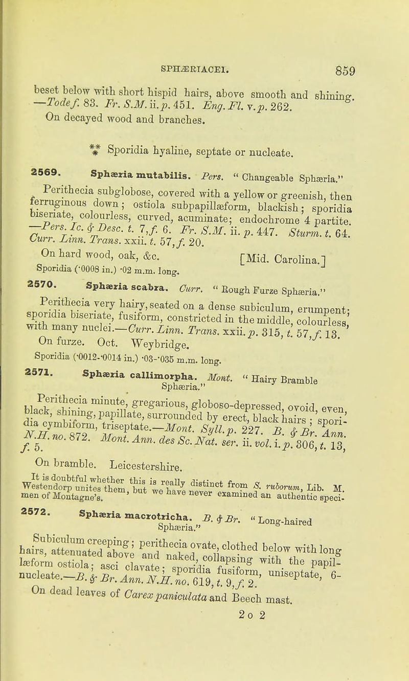 beset below with short hispid hairs, above smooth and shining —Todef. 83. Fr. S.M. Hp. 451. Eng. Fl. y.p. 262. On decayed wood and branches. *i Sporidia hyaline, septate or nucleate. 2569. Sphaeria mutabilis. Pers.  Changeable Sph^ria. Perithecia subglobose, covered with a yellow or greenish, then ferruginous down,- ostiola subpapilljeform, blackish; sporidia biseriate colourless, curved, acuminate; endochrome 4 partite. -Fers Ic. ^ Desc. t. If. 6. Fr. S.M. ii. p. 447. Sturm, t. 64. Curr. Lmn. Trans, xxii, t. 57,/. 20. On hard wood, oak, &c. [Mid. Carolina.] Sporidia (-0008 in.) -02 m.m. long. 2570. Sphsxia scabra. Curr.  Eough Furze SphEeria. Perithecia very hairy,seated on a dense subiculum, erumpent- spor:dia bxsenate, fusiform, constricted in the middle colouries ' with many nuc)e,.-C«m Trans, xxii.^. 315, / 57 /13 On furze. Oct. Weybridge. ' Sporidia (•0012.-0014 in.) -OS-'OSS m.m. long. 2571. Sph«ria callimorpha. Mont.  Hairy Bramble Sphaeria. blaS'lt';- ^'n' f 8™°™. globoBO-dcpi-essed, oToid, even N.H. no. 872. MouIauu. Oe. stSt. tlix/.mi til] On bramble. Leicestershire. wSttt^i'Sire^th'em S '^e £ nt*'°^* f M. menofMoutagne's. ' we have never examined an authentic epect 2572. Spheeria macrotricha. B. ^Br. Long-haired bpheena. On dead leaves of Carexpaniculatam6i kech mast.