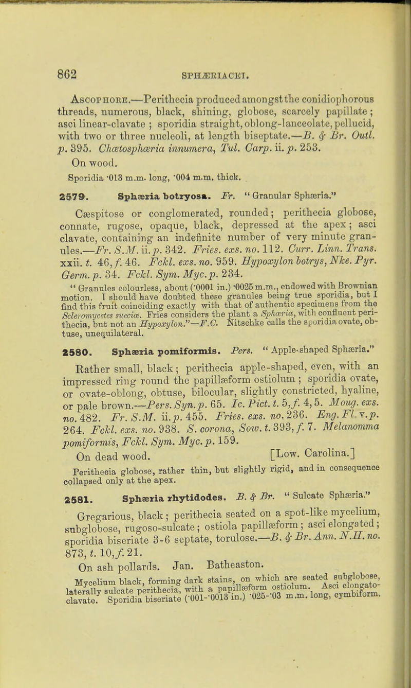 AscornoKE.—Peritlaccia produced amongst the conidiophorous threads, numerous, black, shining, globose, scarcely papillate; ftsci linear-clavato ; sporidia straight,oblong-lanceolate,pellucid, with two or three nucleoli, at length biseptate.—B. Sf Br. Outl. p. 395. Chcetosphceria innumera, Tul. Carp. ii. p. 253. On wood. Sporidia OlS m.m. long, 004 m.m. thick. 2579. Sphaeria botxyosa. Fr.  Granular Spha3ria. Csespitose or conglomerated, rounded; perithecia globose, connate, rugose, opaque, black, depressed at the apex; asci clavate, containing an indefinite number of very minute gran- ules.—Fr. S.M. \\.p. 342. Fries, exs. no. 112. Curr. Linn. Trans. xxii. t. 46, f. 46. Fckl. exs. no. 959. Hypoxylon hotrys, Nke. Pyr. Germ. p. 34. Fcld. Sym. Myc.p. 234.  Granules colourless, about (-0001 in.) -0025 m.m., endowed with Brownian motion. T should have doubted these granules being true sporidia, but I find this fruit coinciding exactly with that of authentic specimens from the Scleromycetes suecice. Fries considers the plant a Splueria, with confluent peri- thecia, but not an Hyfoxylonr—F.C Nitschke calls the syondiaovate, ob- tuse, unequilateral. 2580. Sphaeria pomiformis. Pers,  Apple-shaped Sphaeria. Eather small, black; perithecia apple-shaped, even, with an impressed ring round the papillajform ostiolum ; sporidia ovate, or ovate-oblong, obtuse, bilocular, slightly constricted, hyaline, or pale brown.—Pers. Syn.p. 65. 7c. Bid. t. 5,/. 4,5. Moug. exs. 710.482. Fr. S.M. n.p.^^h. Fries, exs. no. Eng.Fl.Y.p. 264. Fchl.exs. no. 938. S. corona, Sow.t.?>'^^, f.l. Melanomma pomiformis, Fckl. Sym. Myc.p. 159. On dead wood. [Low. Carolina.] Perithecia globose, rather thin, but slightly rigid, and in consequence collapsed only at the apex. 2581. Sphseria rhytidodes. B. 4- Br.  Sulcate Sphsria. Gregarious, black; perithecia seated on a spot-like mycelium, subglobose, rugoso-sulcate ; ostiola papilteform ; asci elonga ted; sporidia biseriate 3-6 septate, torulose.—5. ^ Br. Ann. N.H.no. 873, t. 10,/. 21. On ash pollards. Jan. Batheaston. MvceHum black, forming dark stains, on which are seated subglobose,